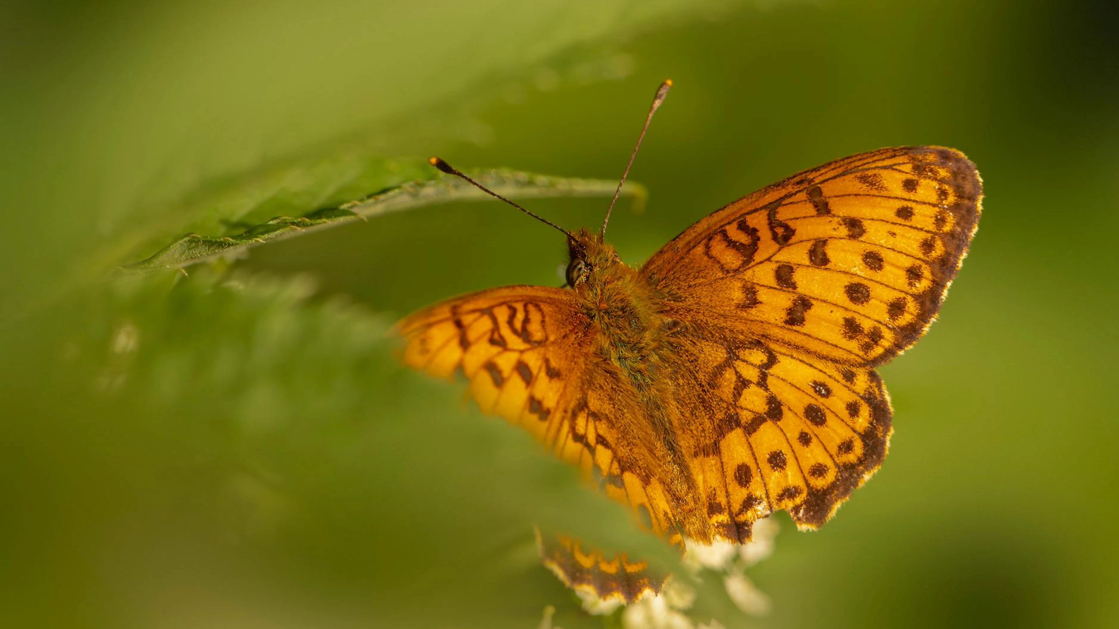 Macro shot of an orange butterfly perched on a green leaf in nature. - free 4K Ultra HD macro wallpaper for desktop