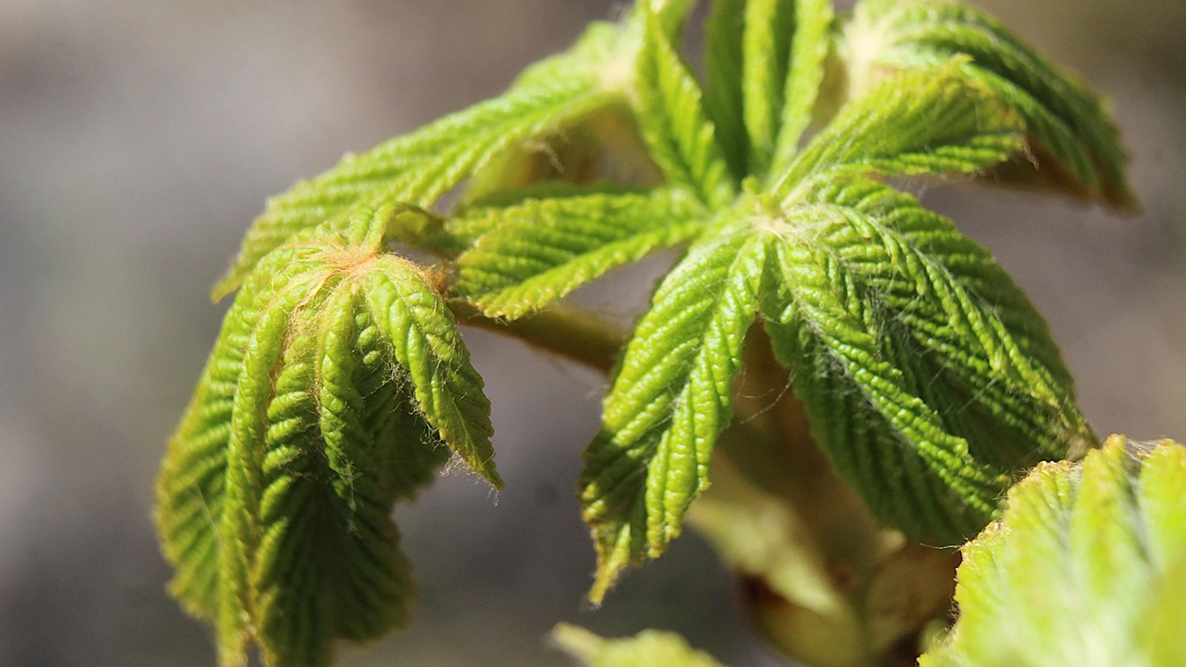 Nature plant young - free 4K Ultra HD macro wallpaper for desktop