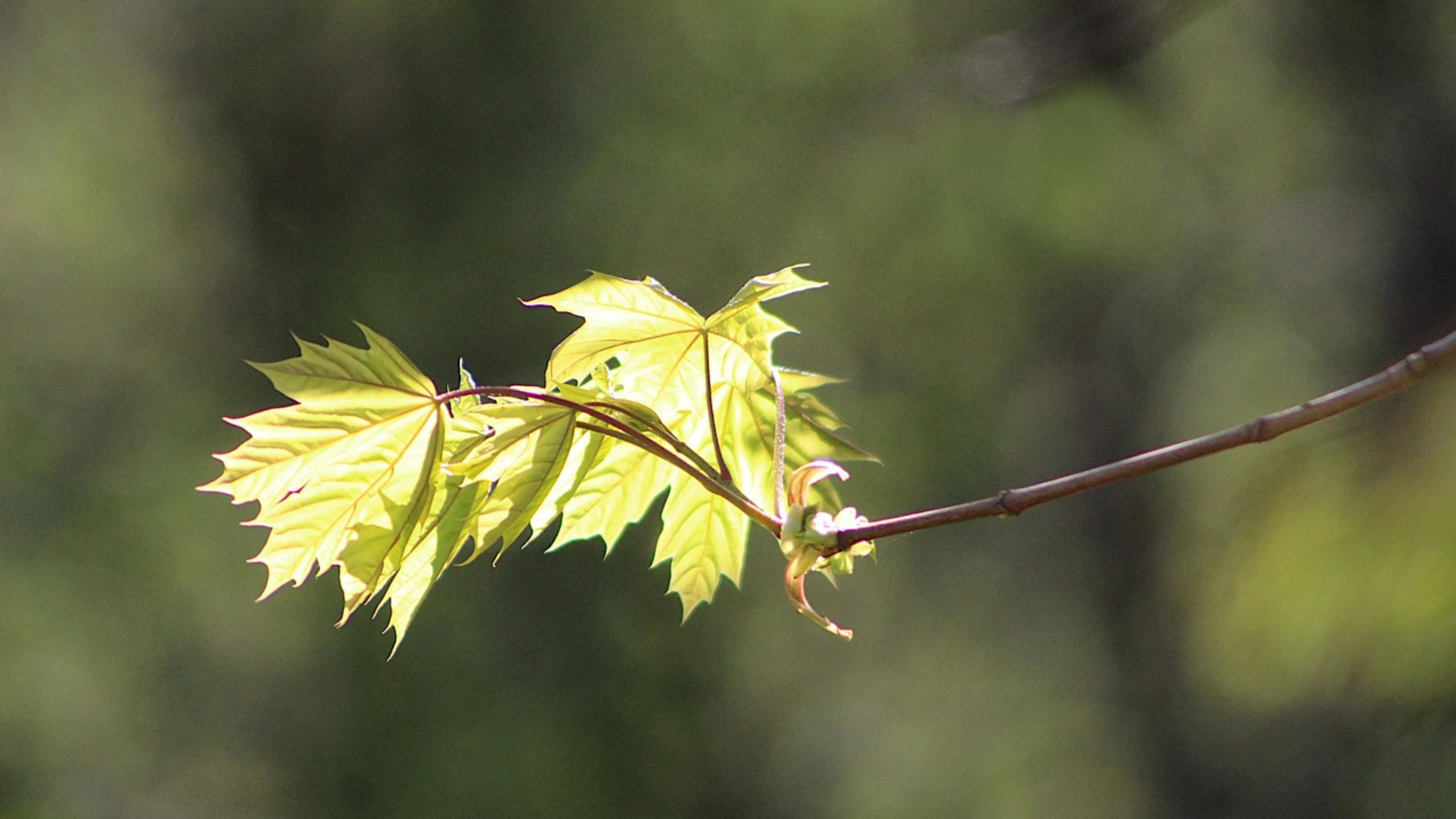 Nature plant young - free 4K Ultra HD macro wallpaper for desktop