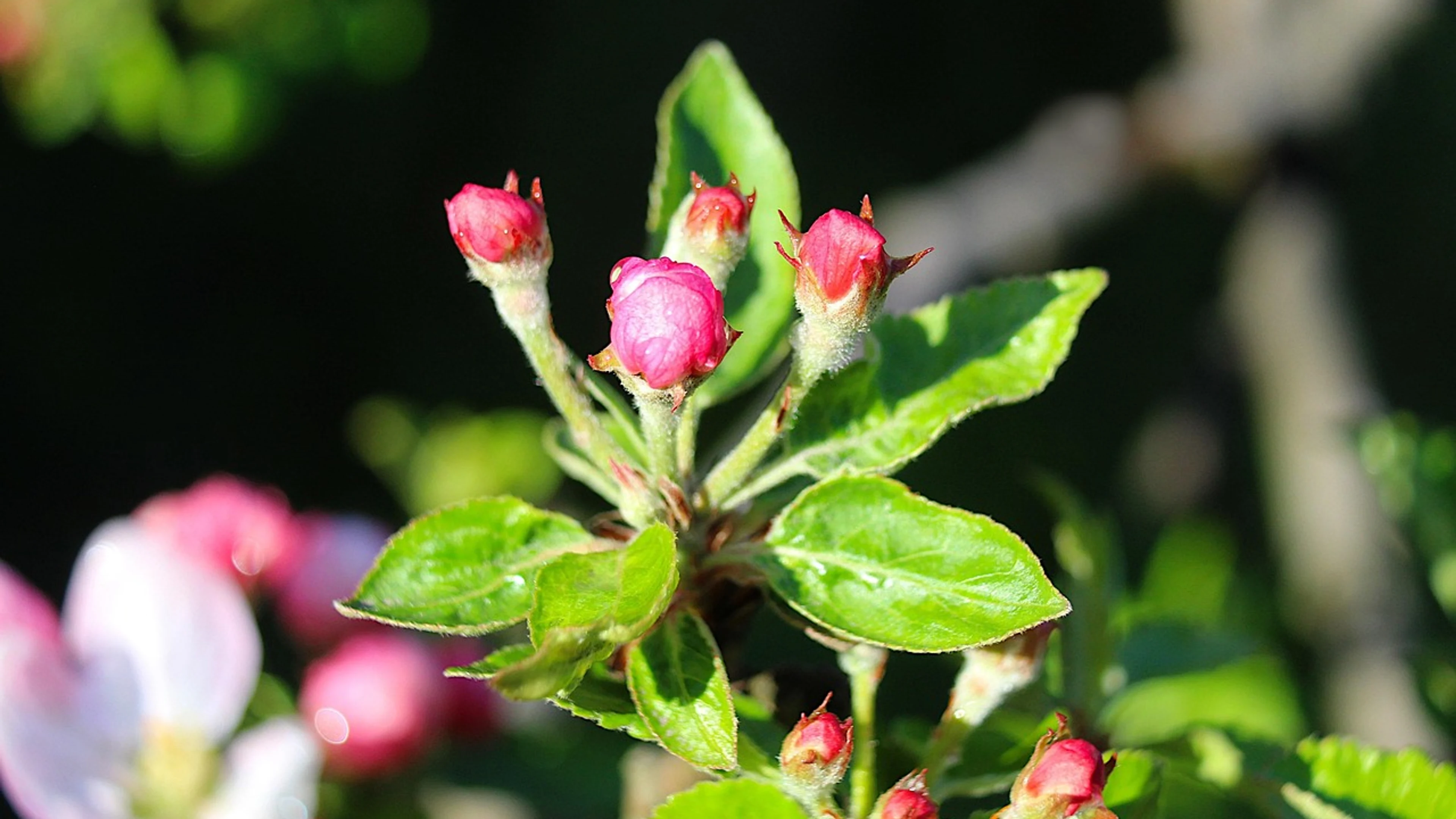 Nature plant young - free 4K Ultra HD macro wallpaper for desktop