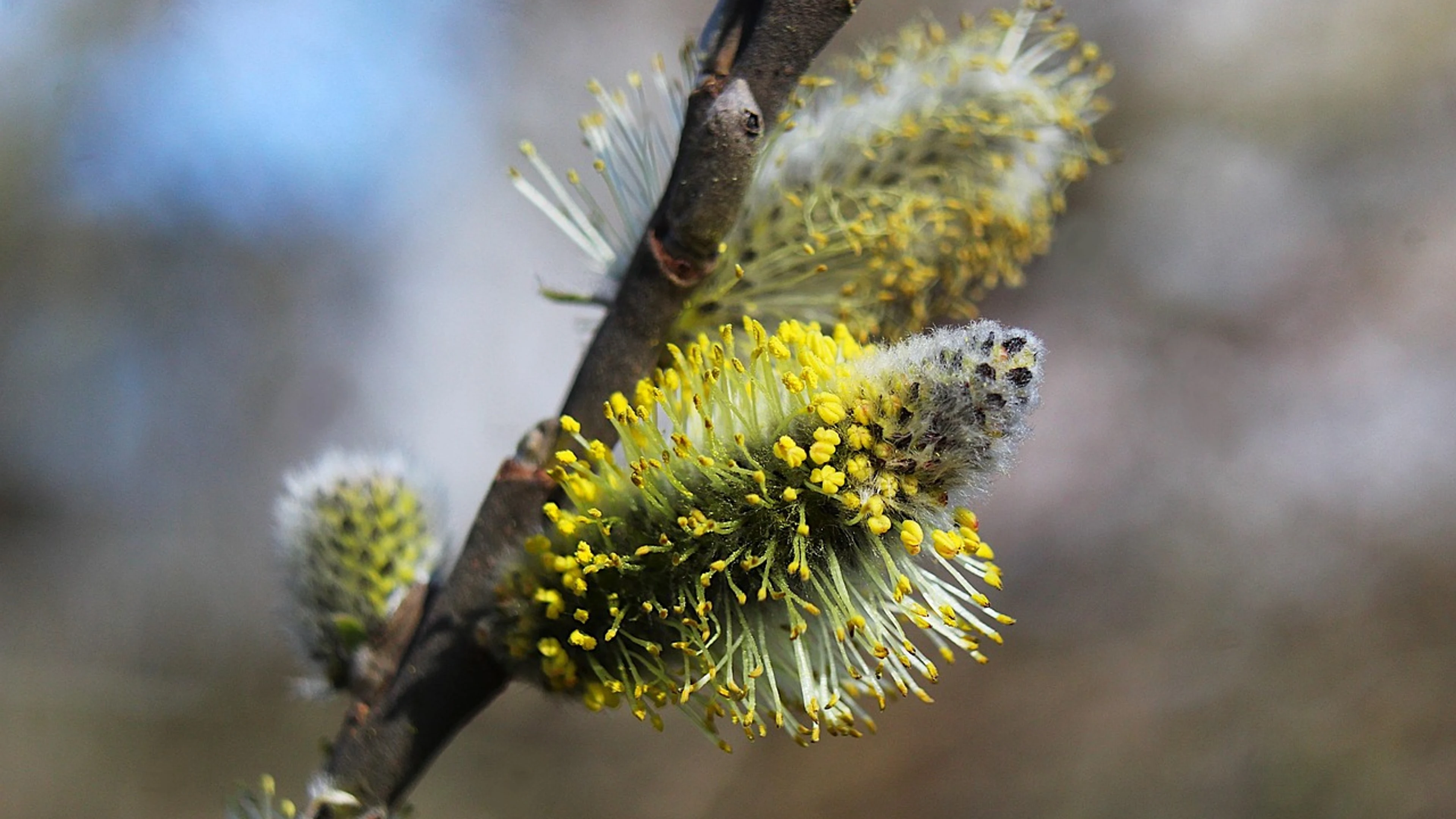 Nature plants base - free 4K Ultra HD macro wallpaper for desktop