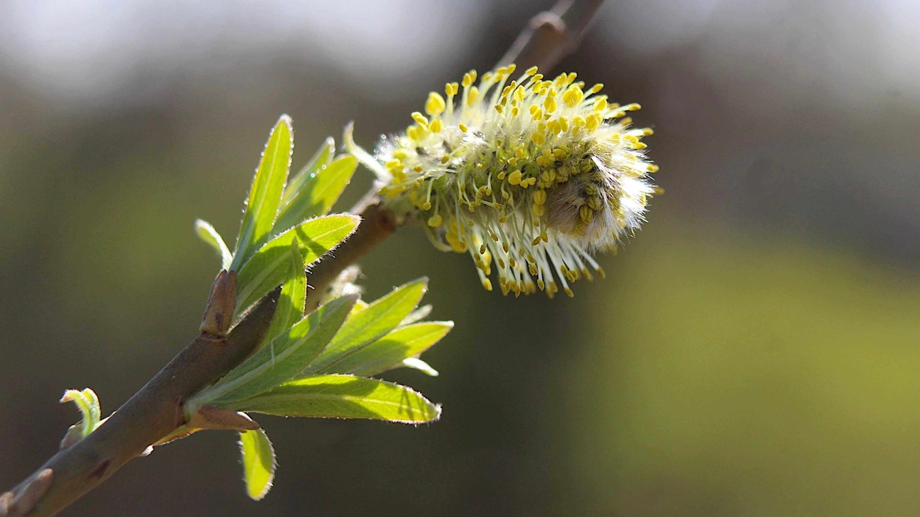Nature plants base - free 4K Ultra HD macro wallpaper for desktop