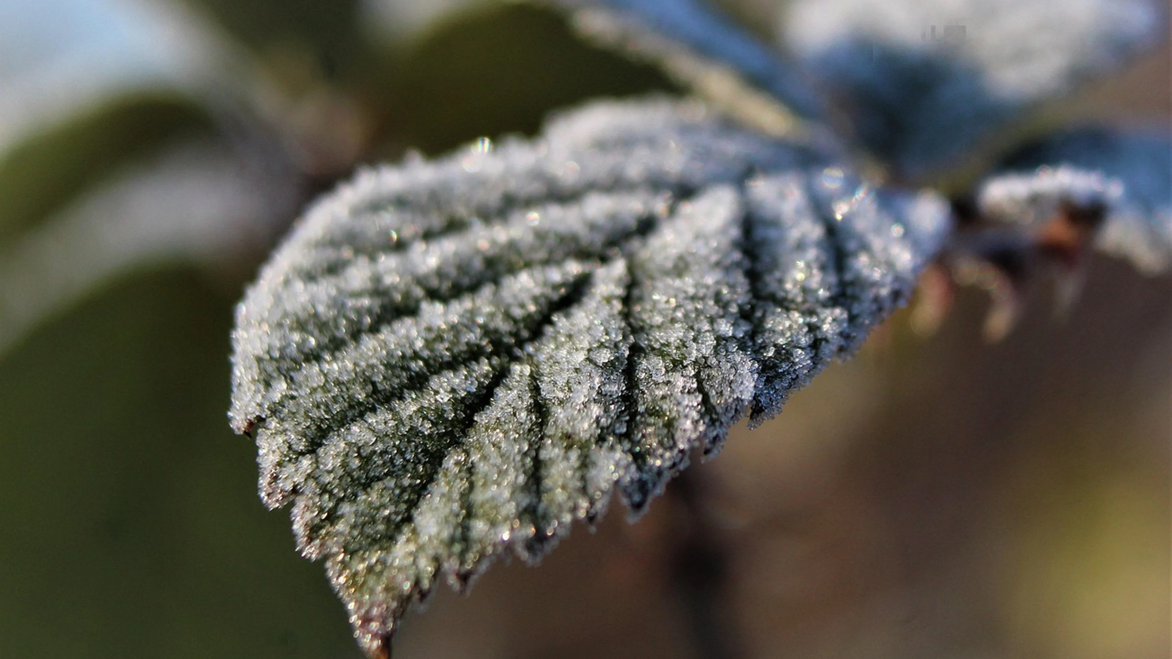 Nature plants closeup - free 4K Ultra HD macro wallpaper for desktop