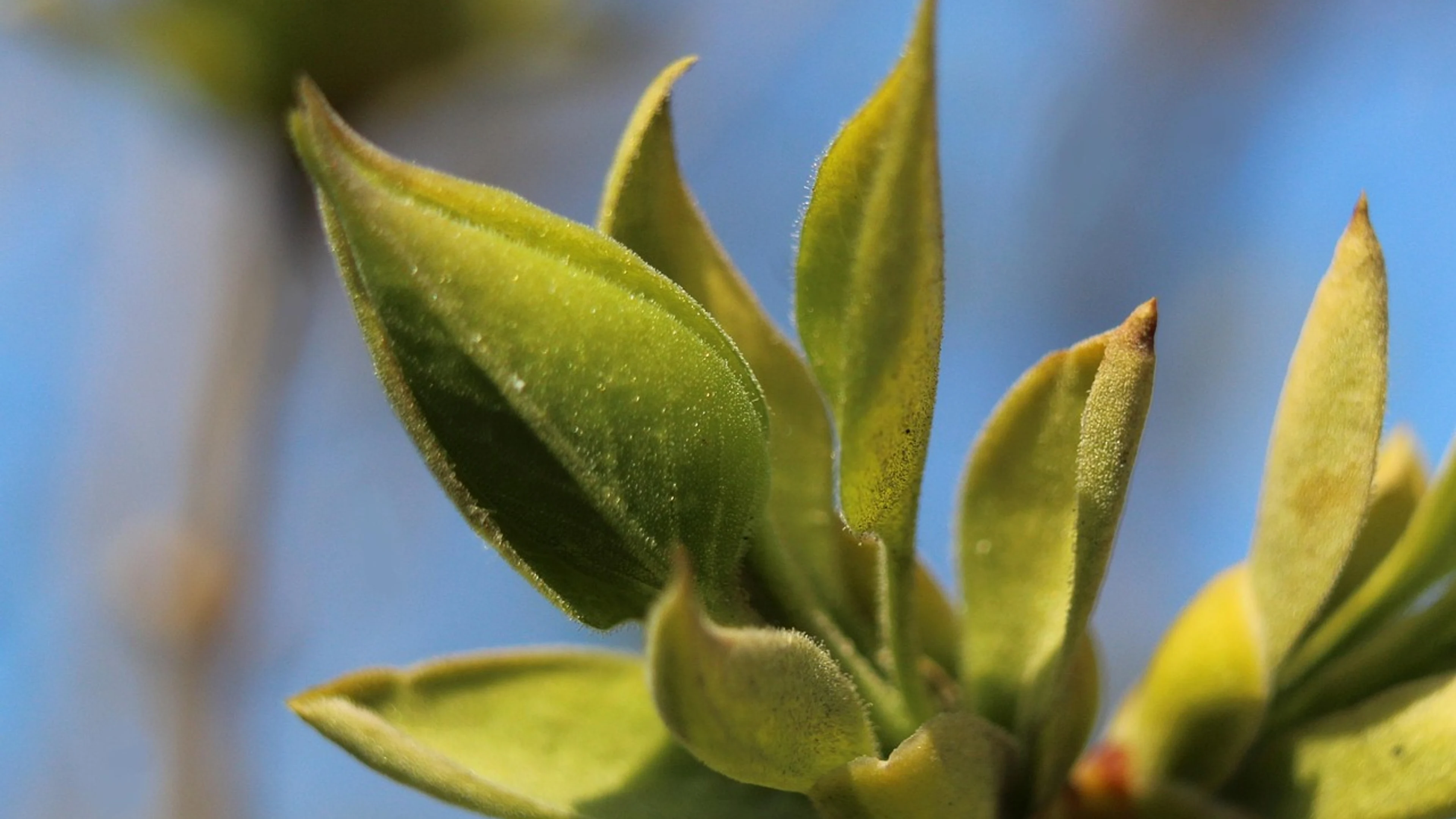 Nature plants closeup - free 4K Ultra HD macro wallpaper for desktop