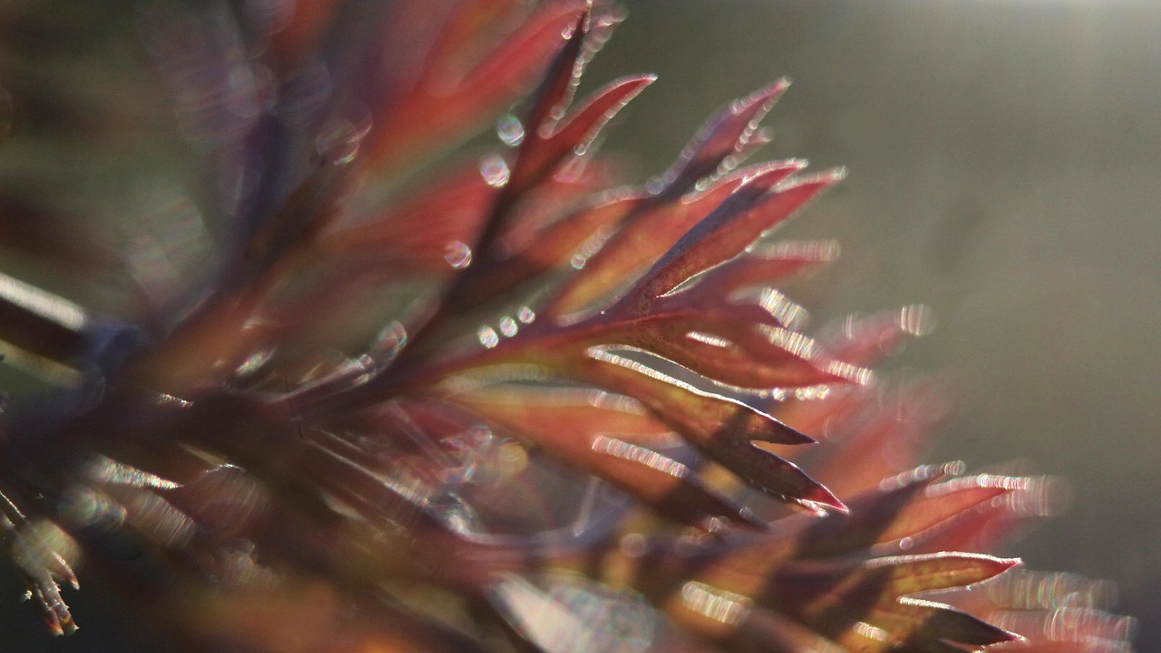 Nature plants closeup - free 4K Ultra HD macro wallpaper for desktop