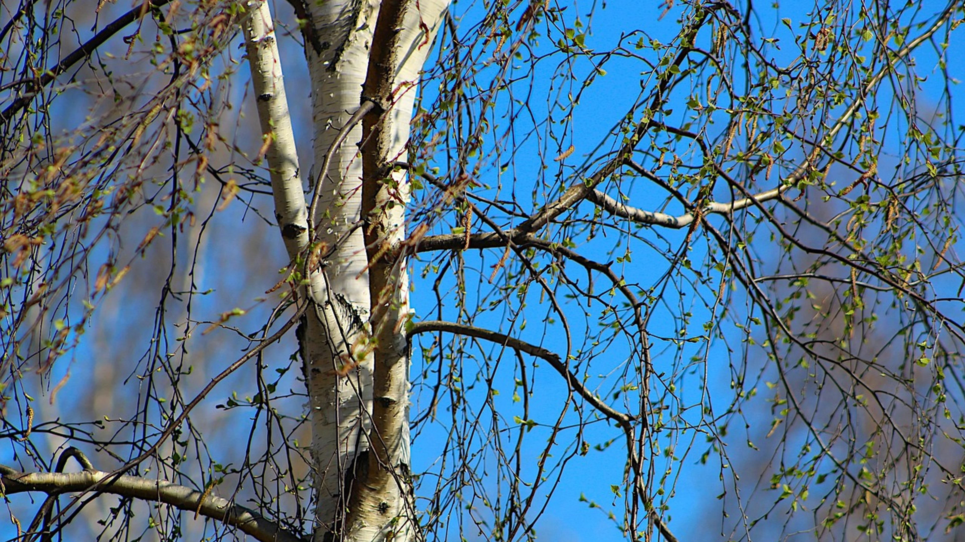Nature plants delicate - free 4K Ultra HD macro wallpaper for desktop