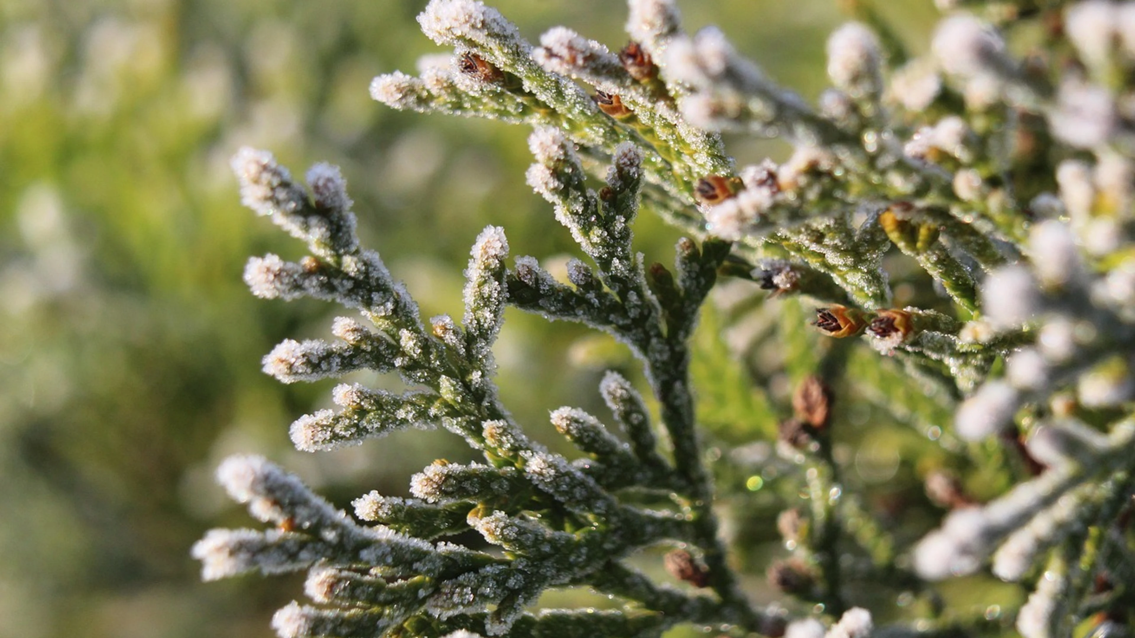 Nature plants iglak - free 4K Ultra HD macro wallpaper for desktop