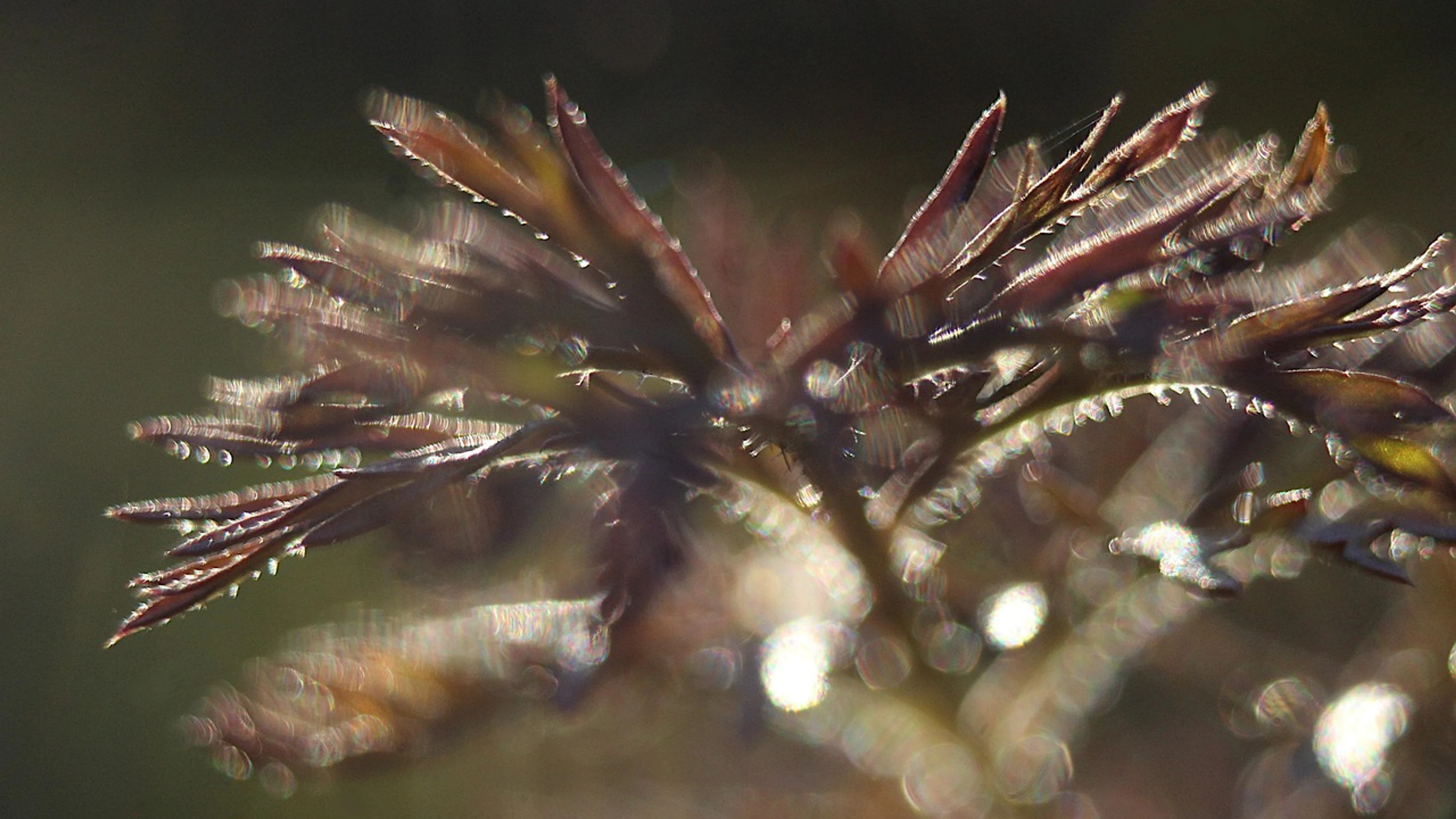 Nature plants minor - free 4K Ultra HD macro wallpaper for desktop