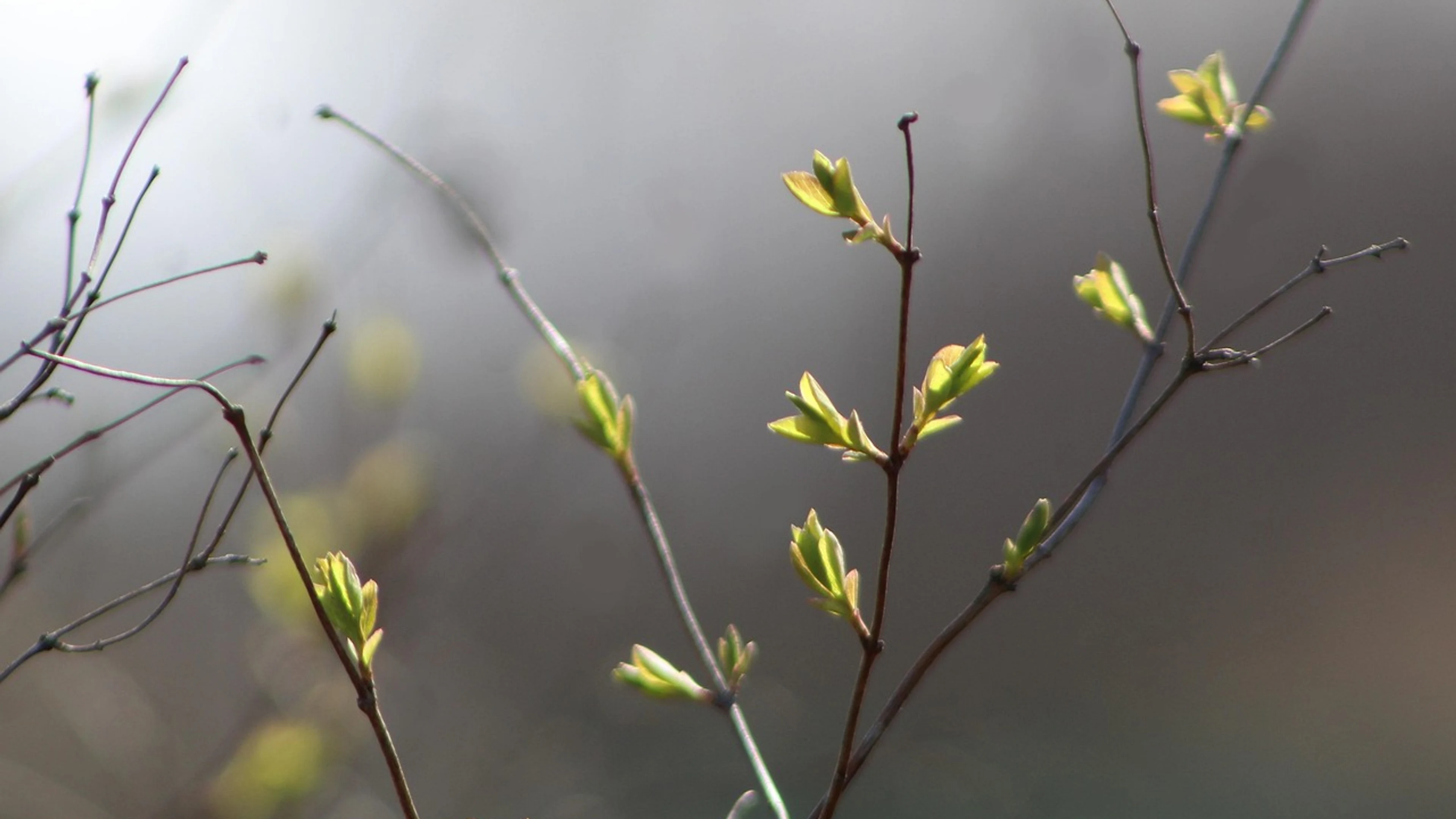Nature plants minor - free 4K Ultra HD macro wallpaper for desktop