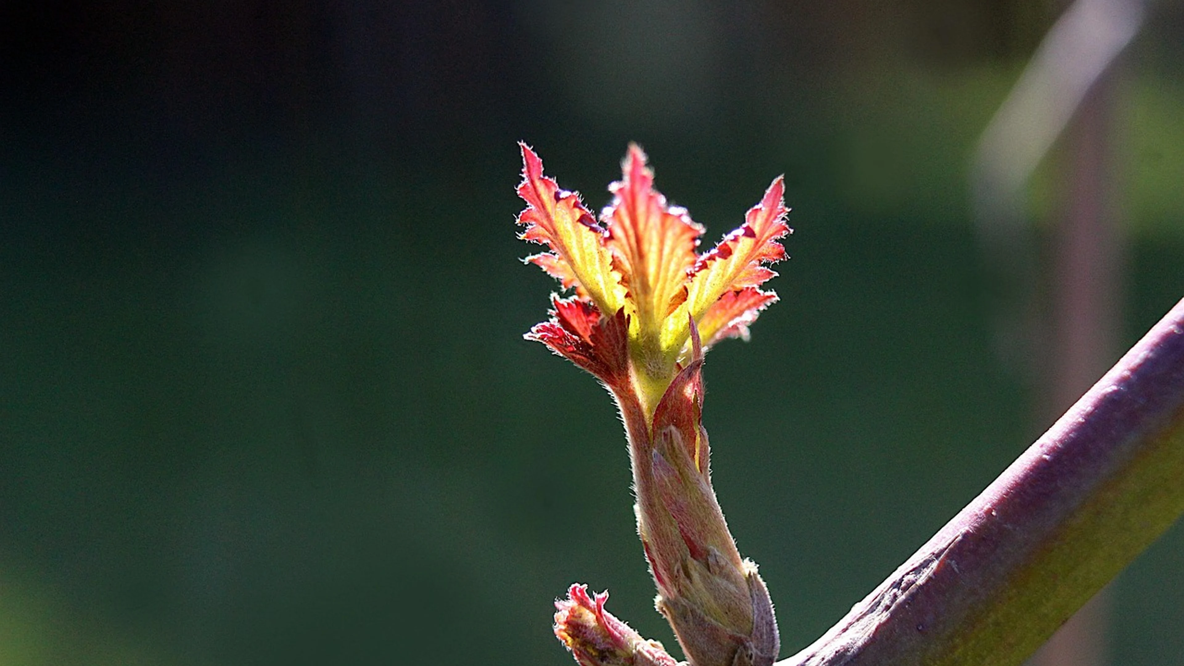 Nature plants young - free 4K Ultra HD macro wallpaper for desktop