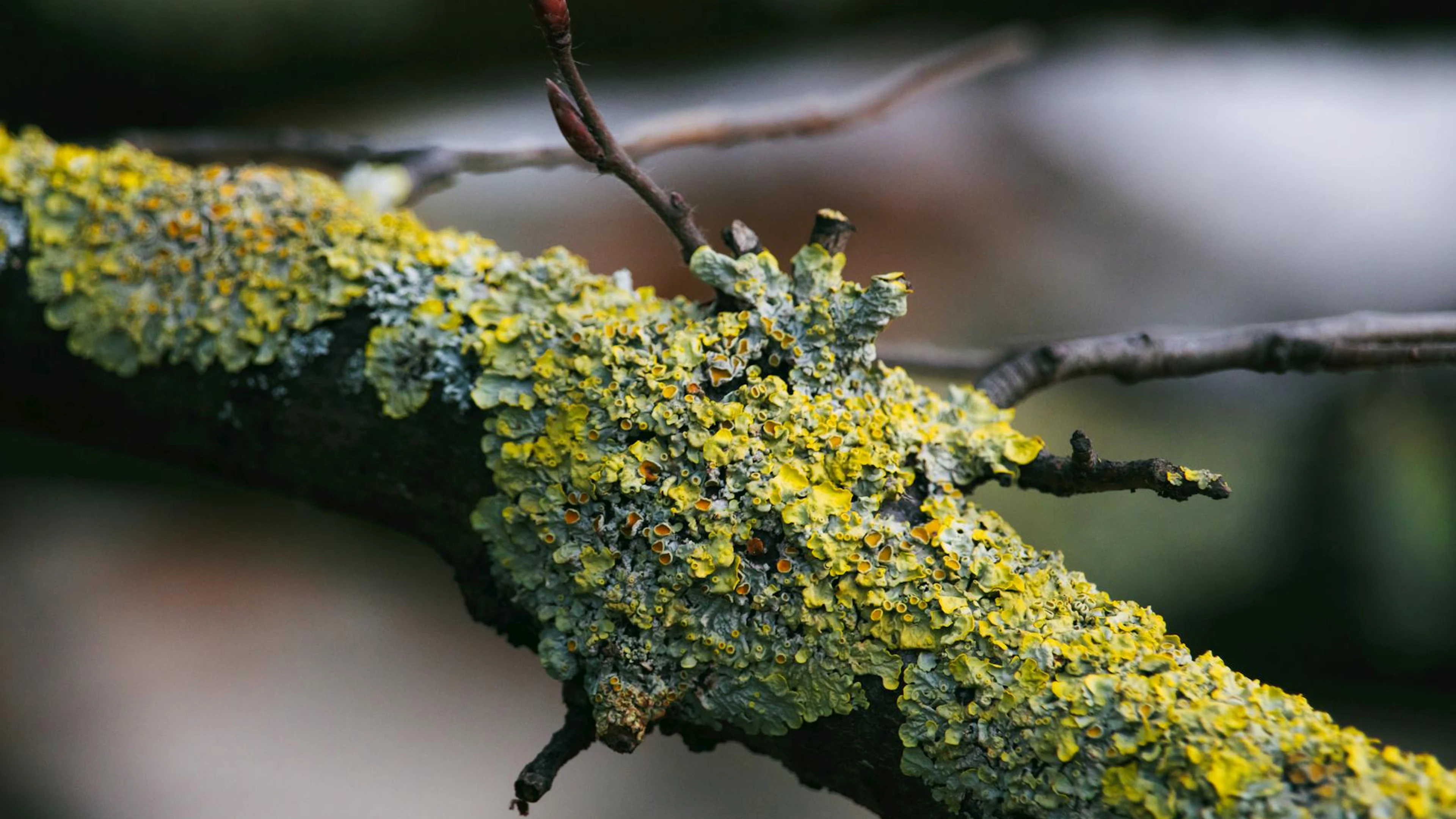 macro Wallpaper 36312187 - free 4K Ultra HD macro wallpaper for desktop