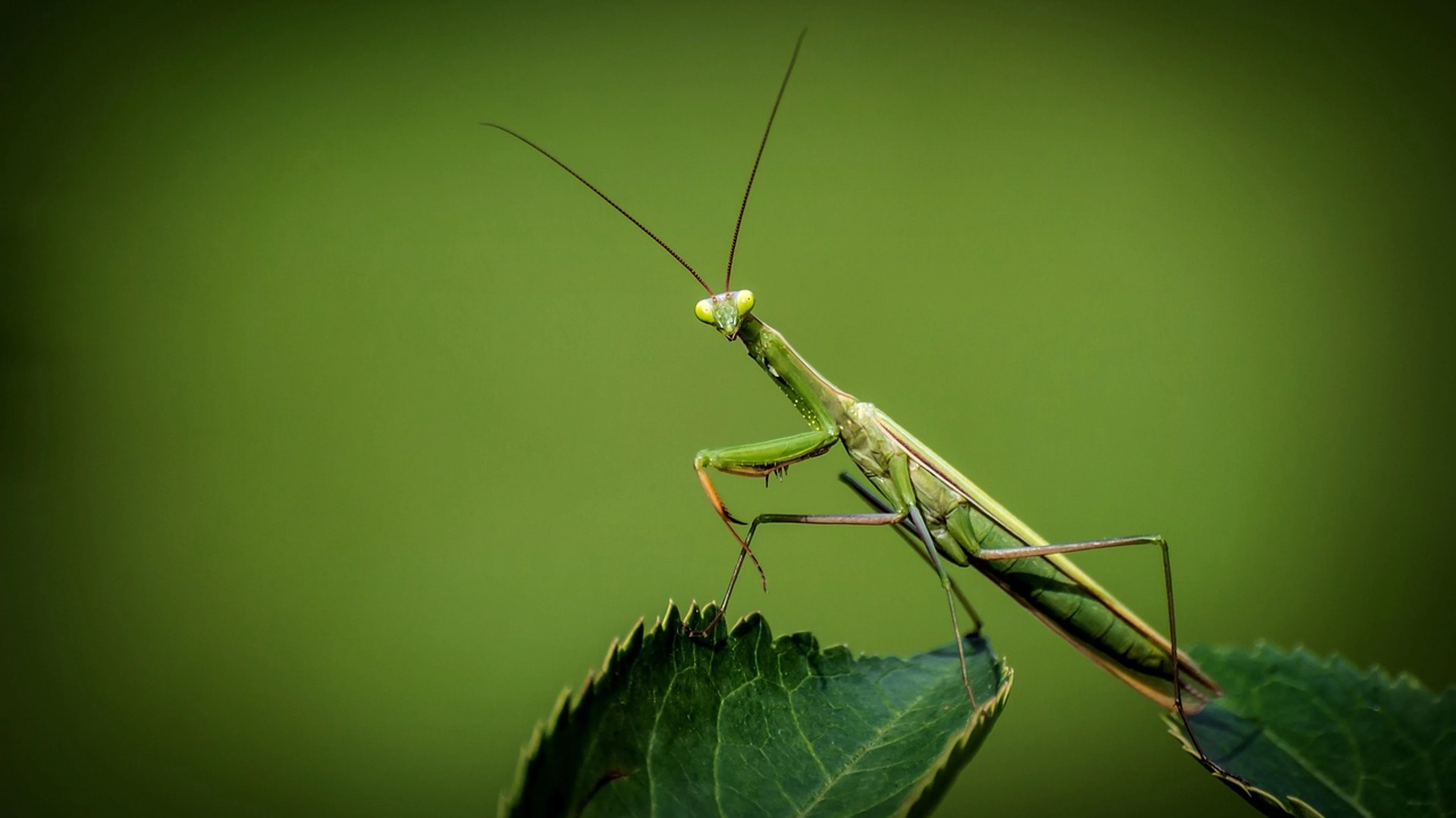 Praying mantis insect leaf - free 4K Ultra HD macro wallpaper for desktop