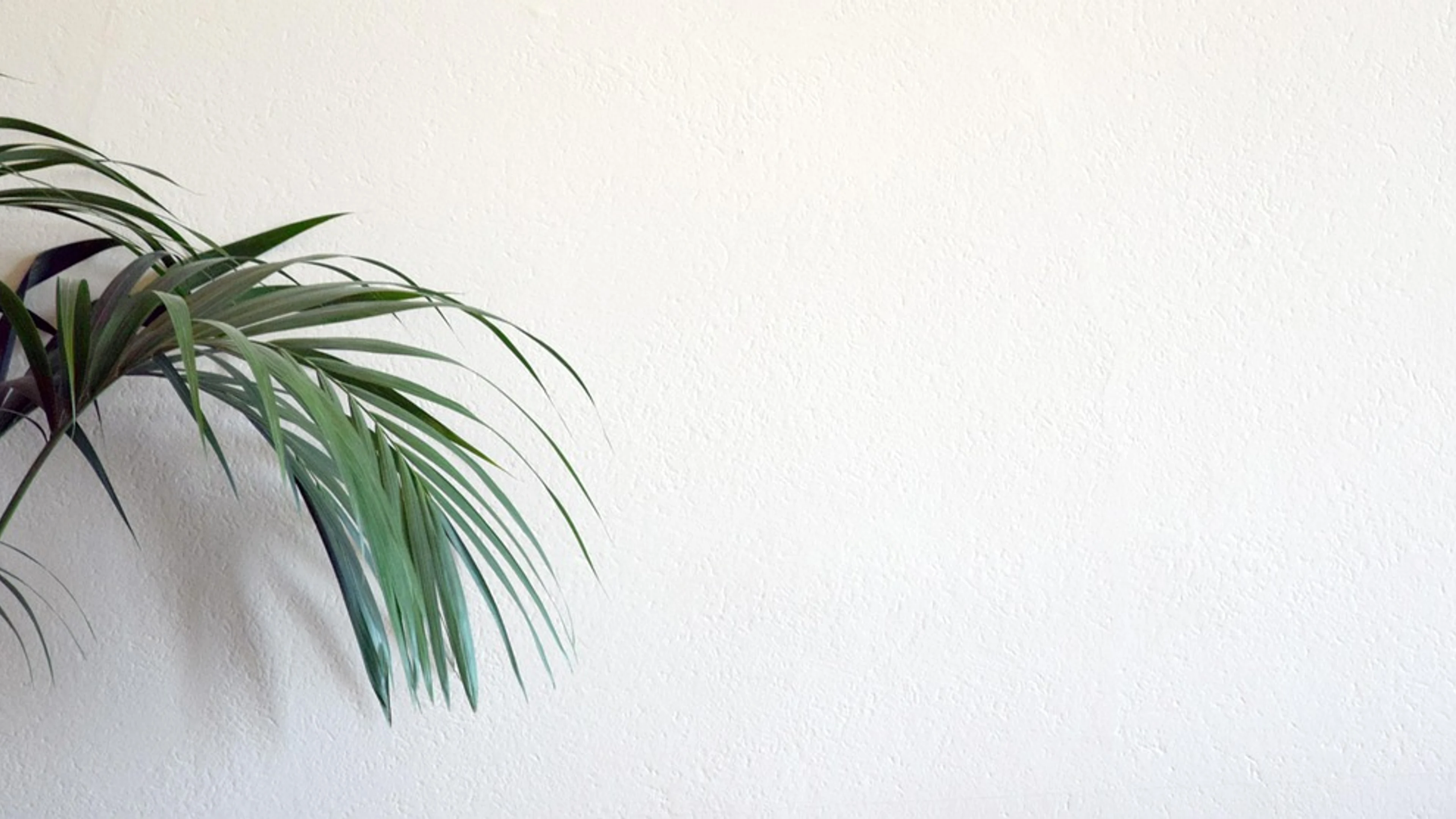 Background website plant - free 4K Ultra HD minimal wallpaper for desktop