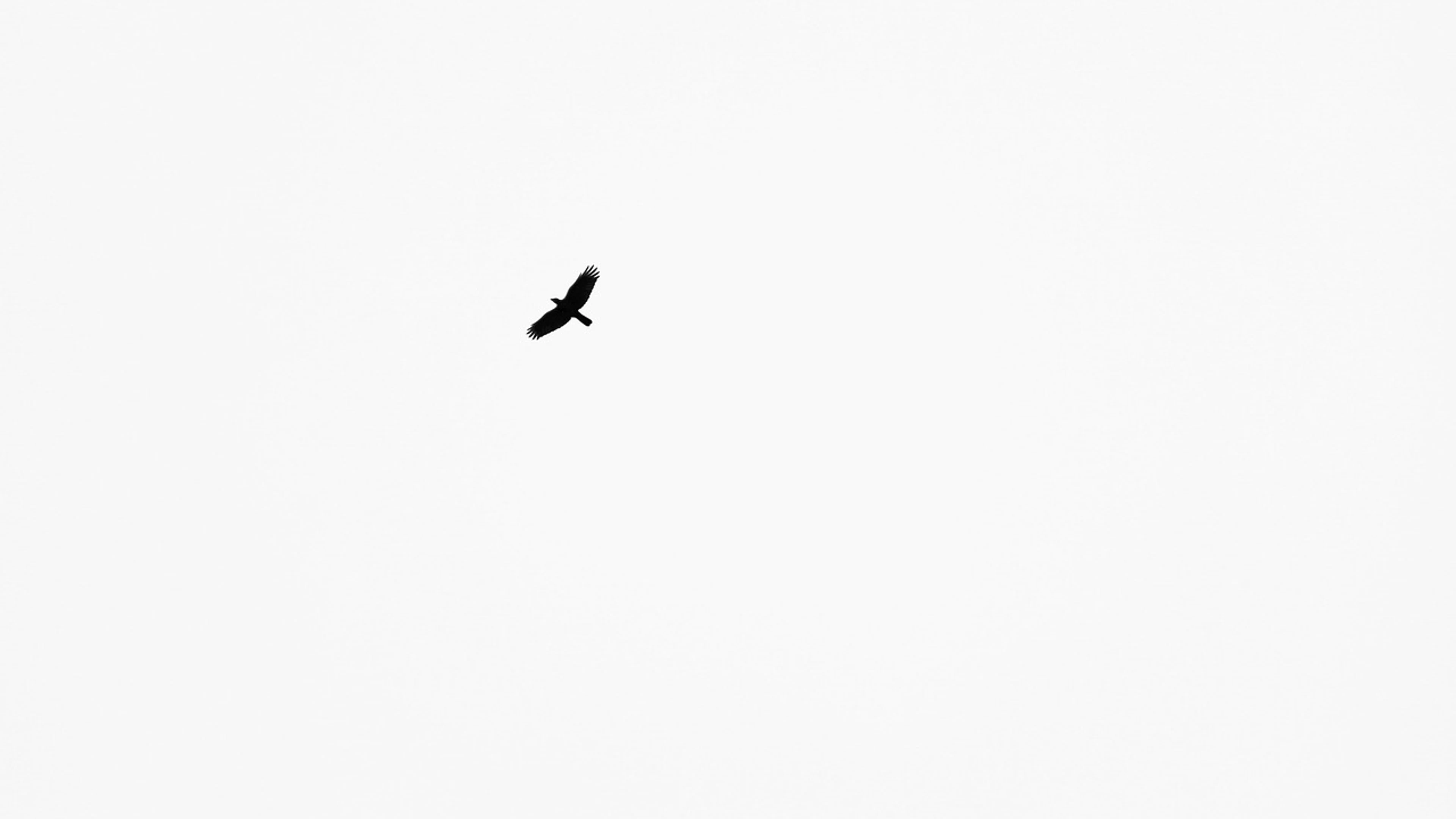 Crow raven black - free 4K Ultra HD minimal wallpaper for desktop