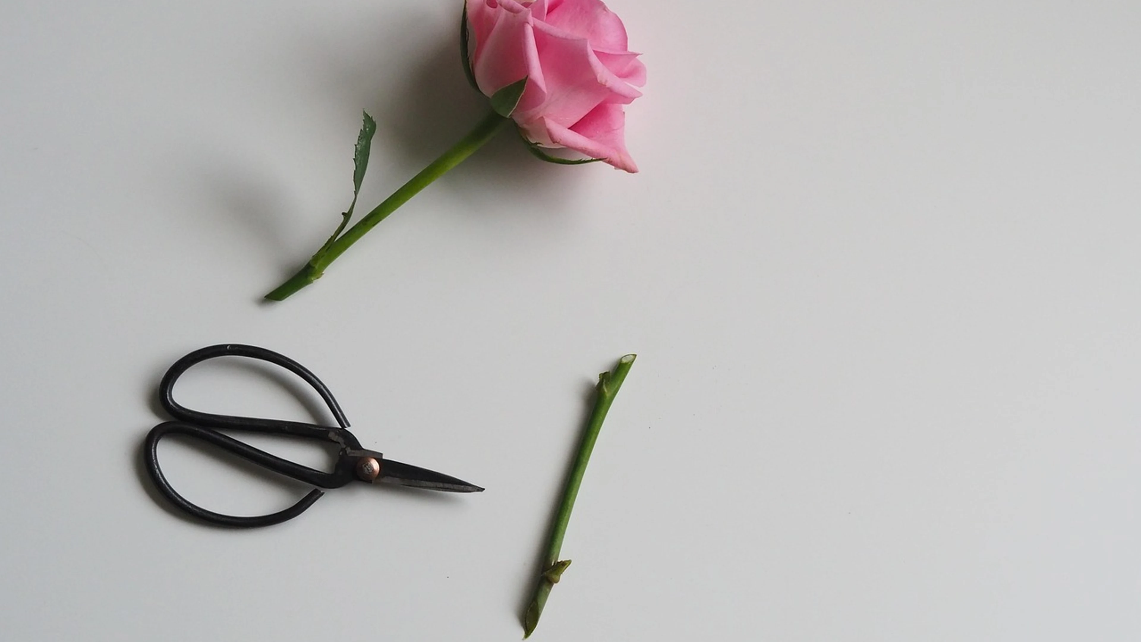 Flower nature flora - free 4K Ultra HD minimal wallpaper for desktop