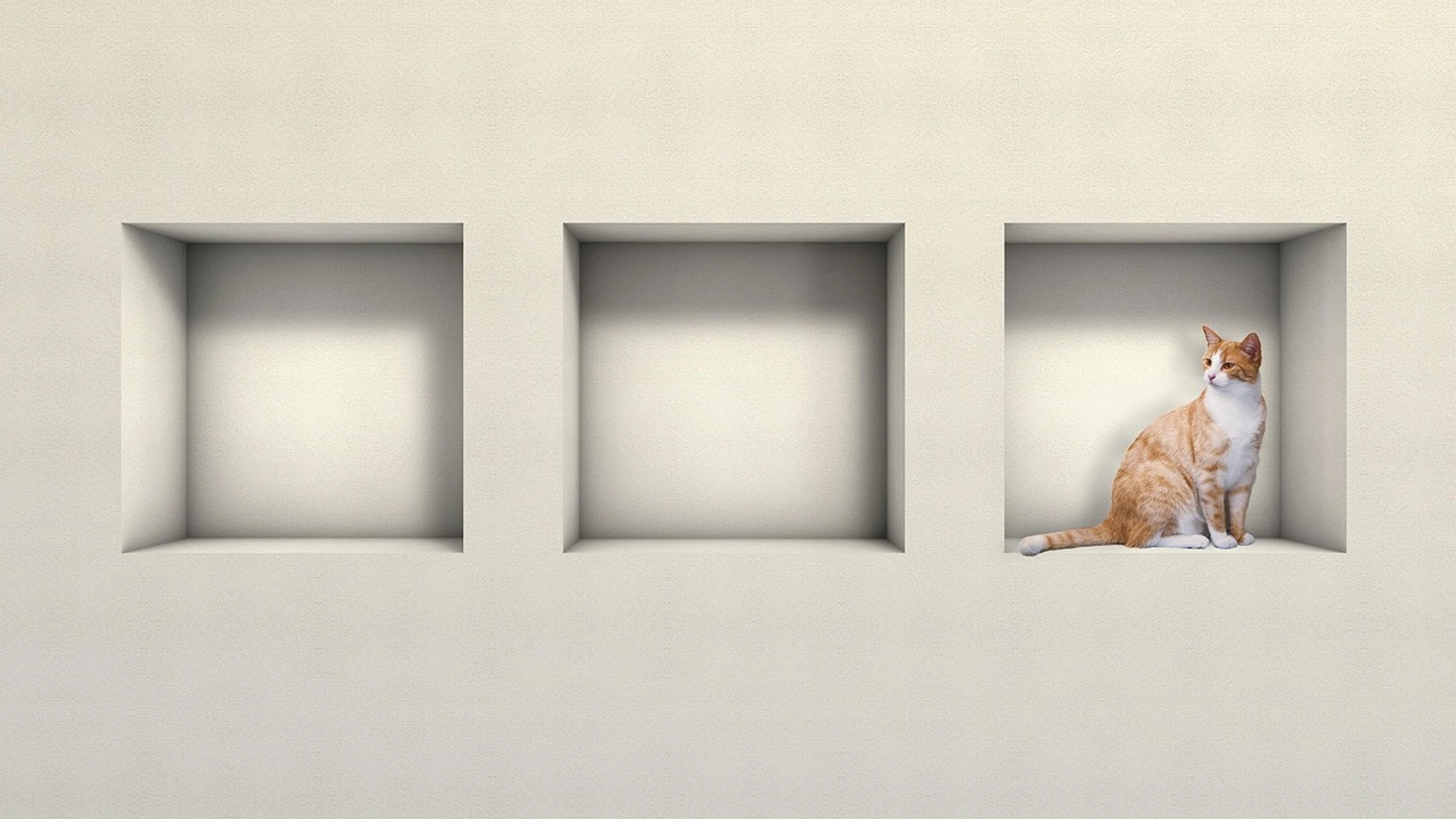 House wall cat nature - free 4K Ultra HD minimal wallpaper for desktop