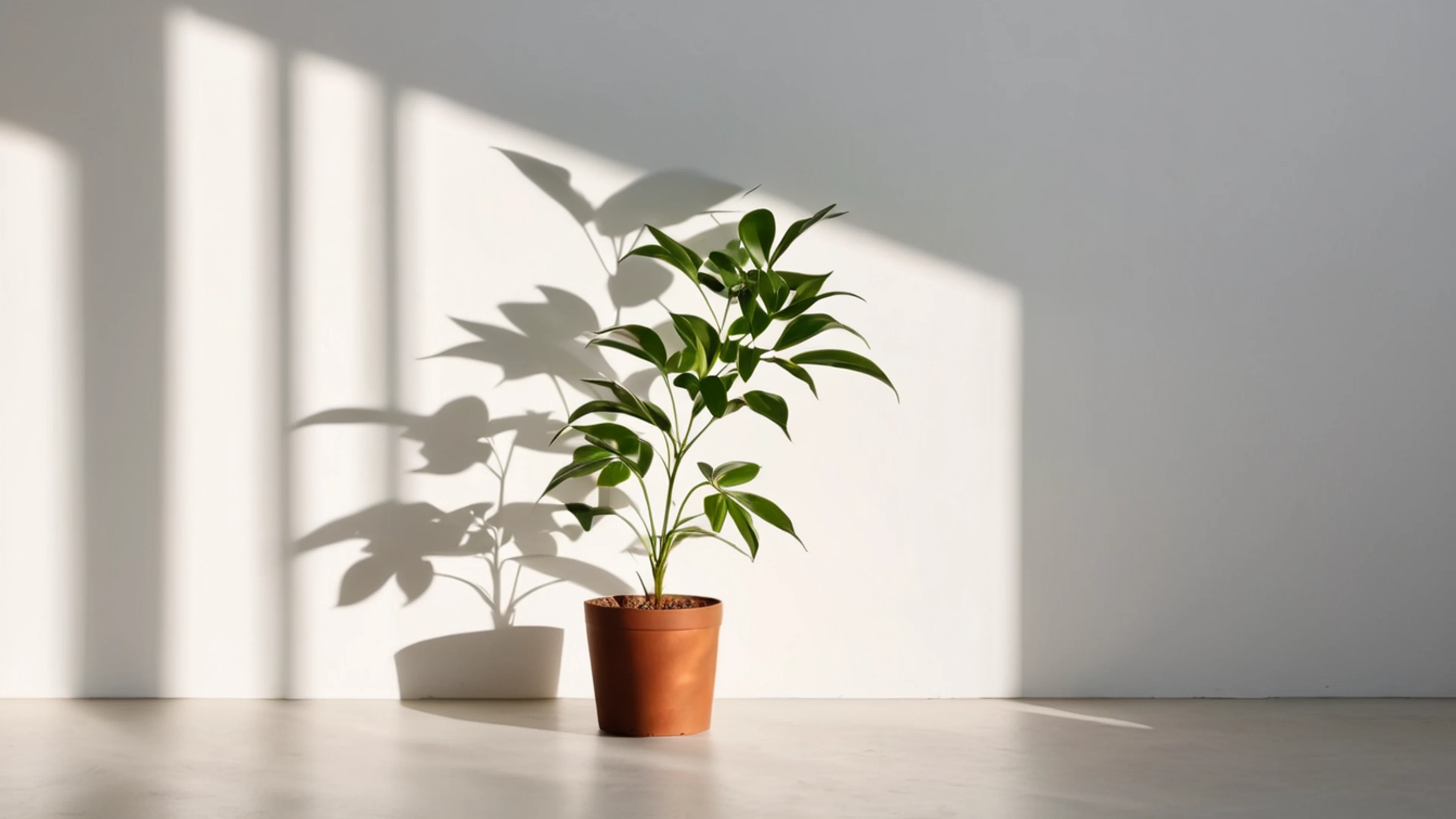Minimal Plant Shadow - free 4K Ultra HD minimal wallpaper for desktop