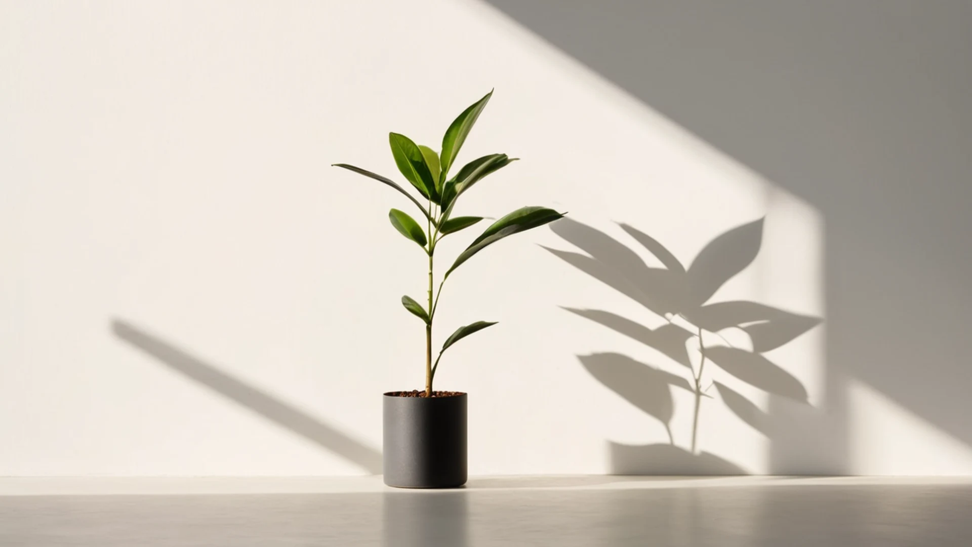 Minimal Plant Shadow - free hd minimal wallpaper for desktop