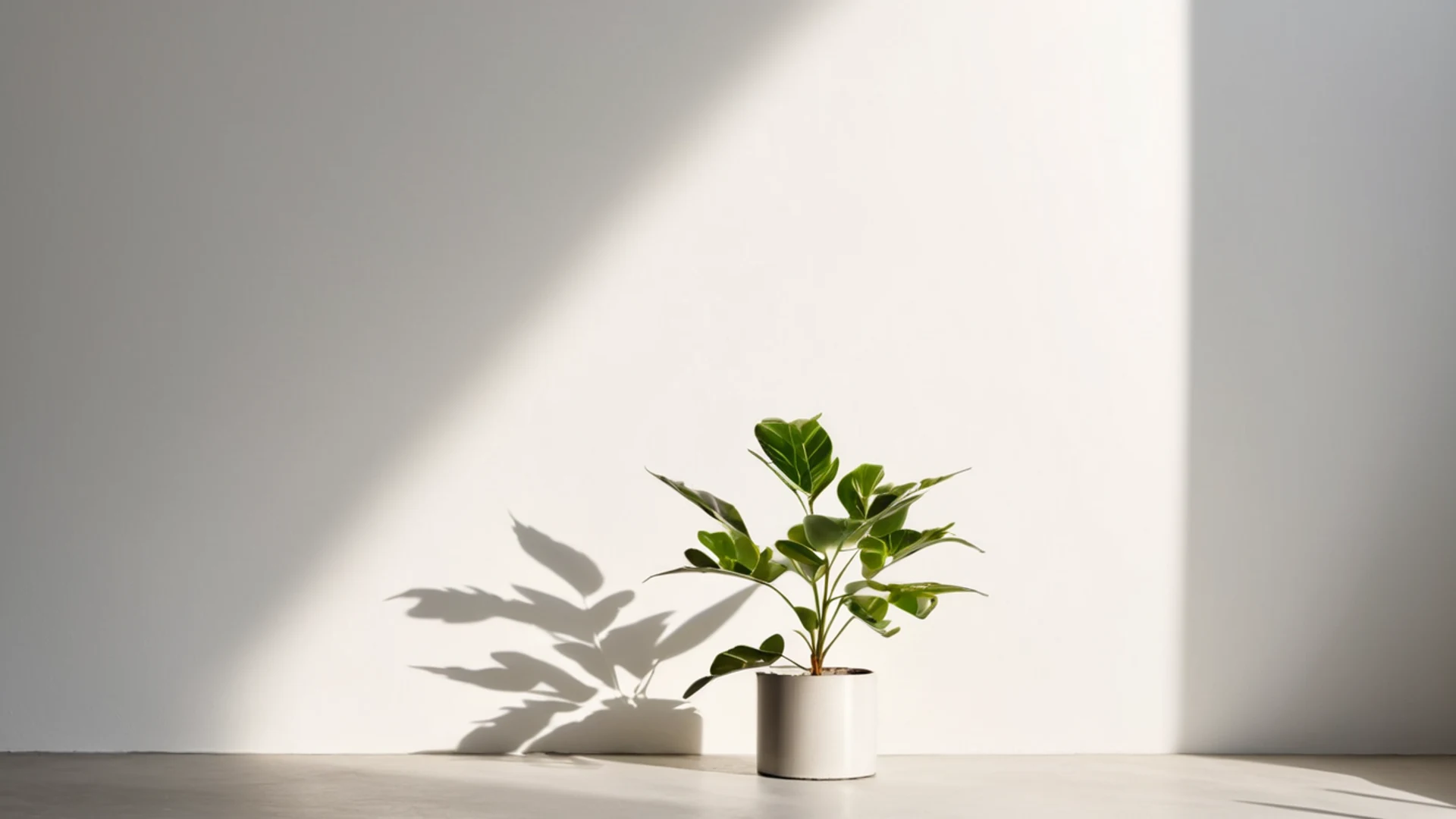 Minimal Plant Shadow - free hd minimal wallpaper for desktop