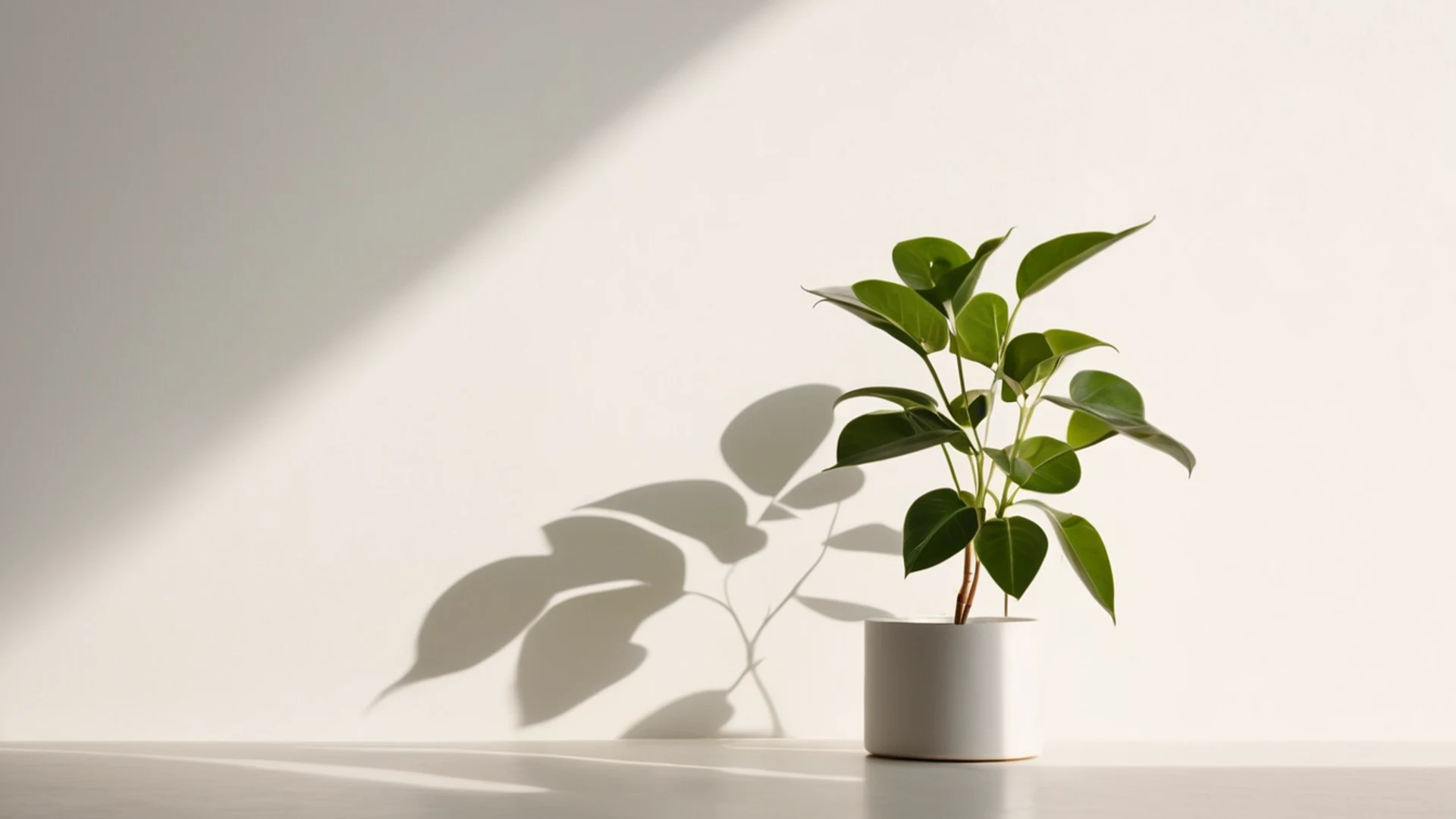 Minimal Plant Shadow - free hd minimal wallpaper for desktop