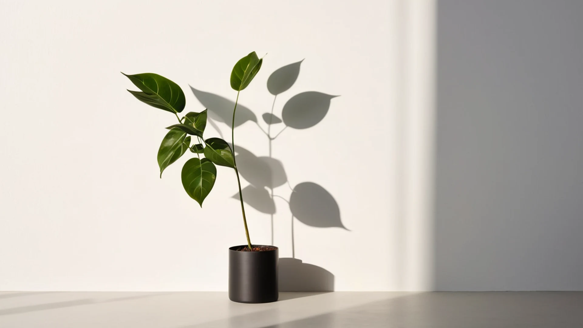 Minimal Plant Shadow - free hd minimal wallpaper for desktop