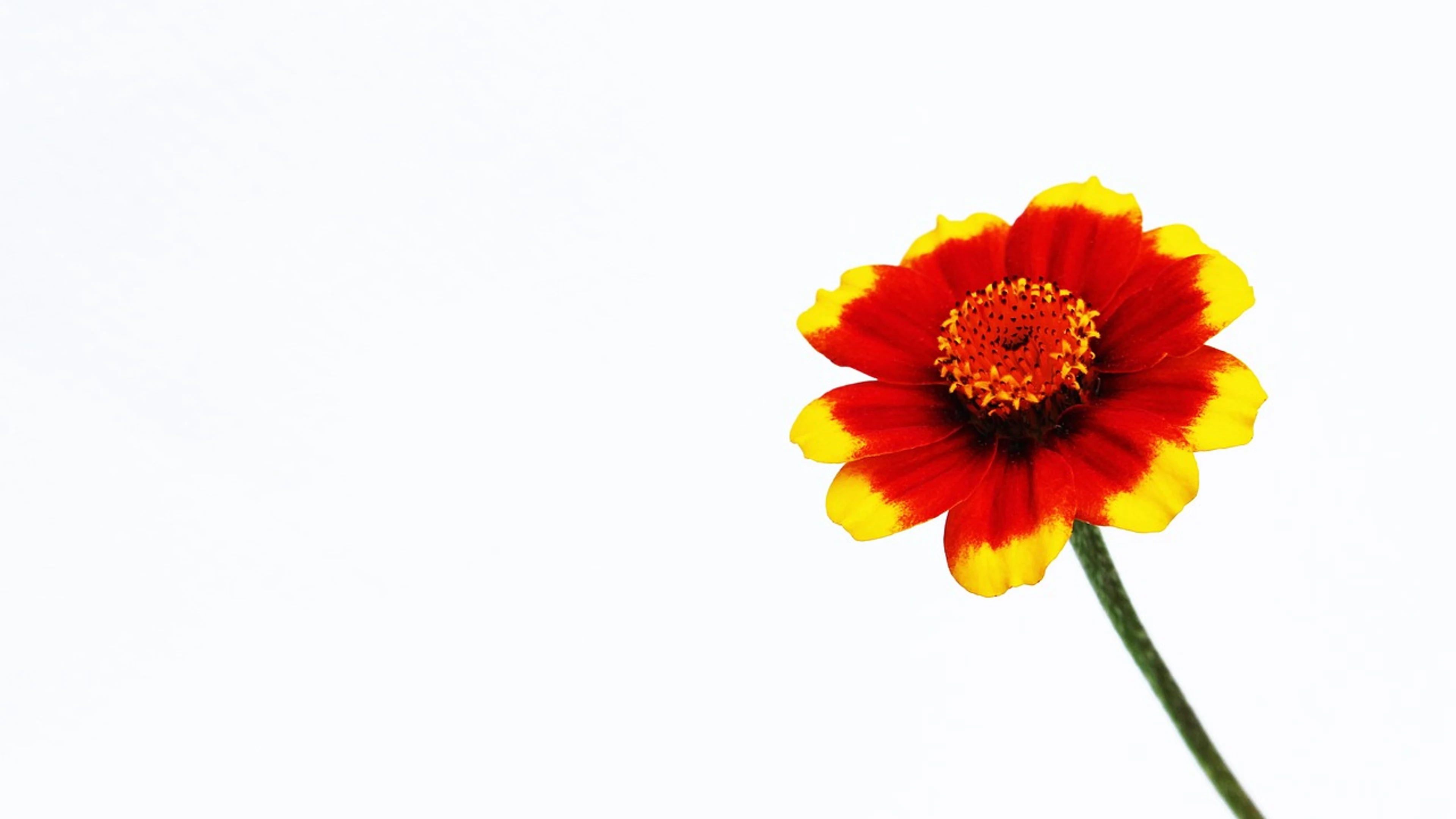 One orange flower - free 4K Ultra HD minimal wallpaper for desktop