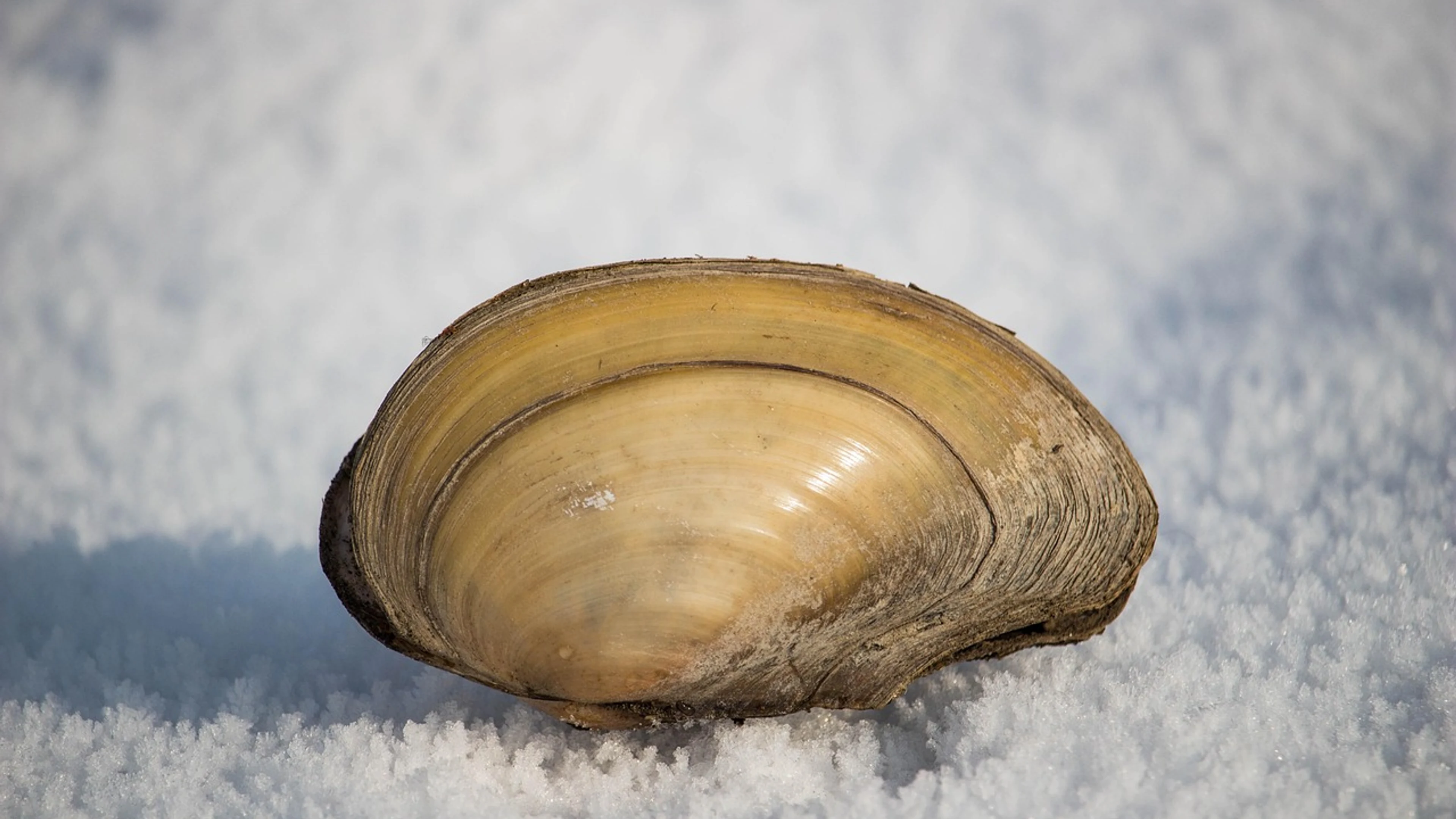 Shell snow river - free 4K Ultra HD minimal wallpaper for desktop