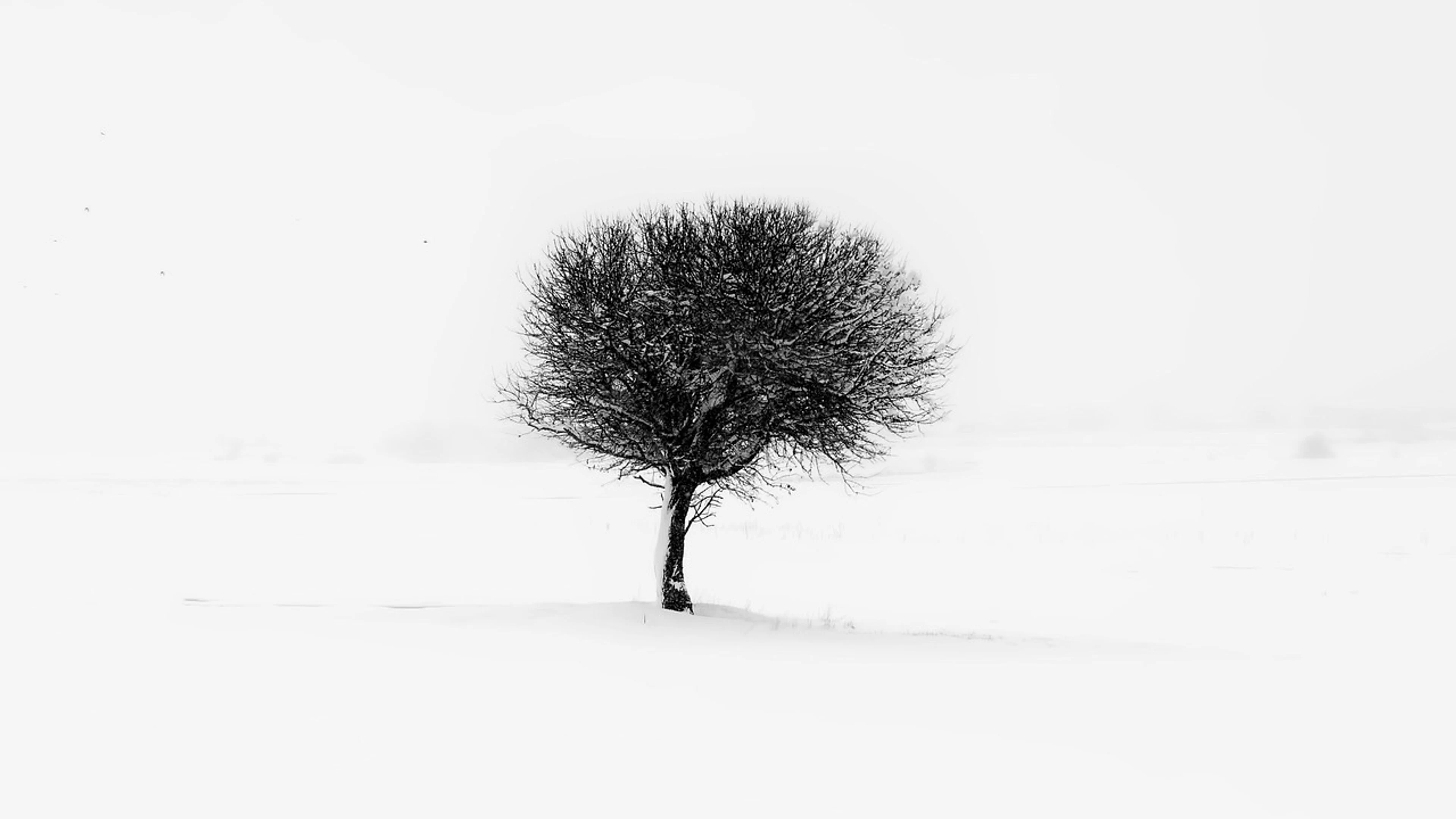 Tree minimal nature - free 4K Ultra HD minimal wallpaper for desktop