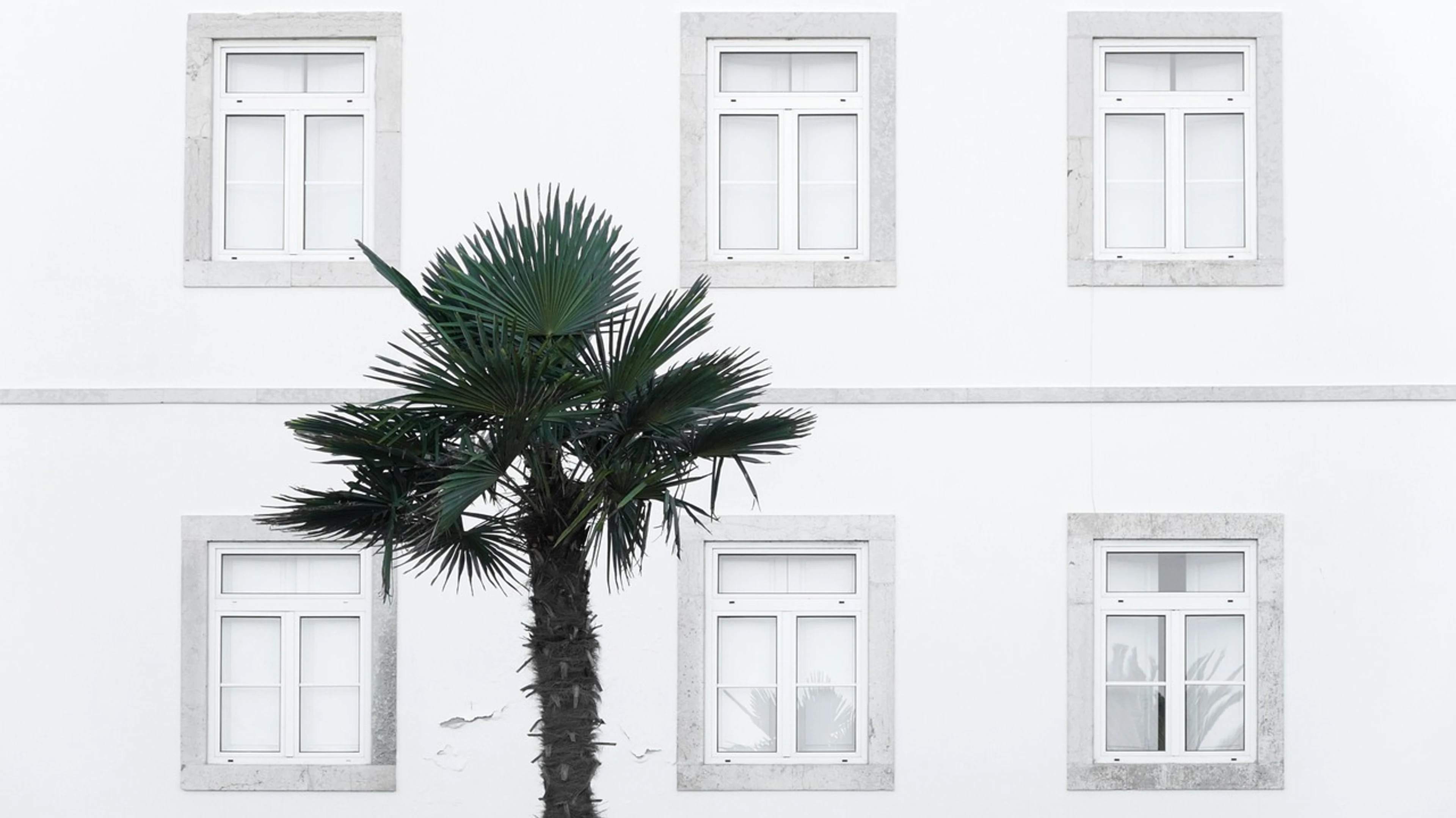 Windows building palm tree - free 4K Ultra HD minimal wallpaper for desktop