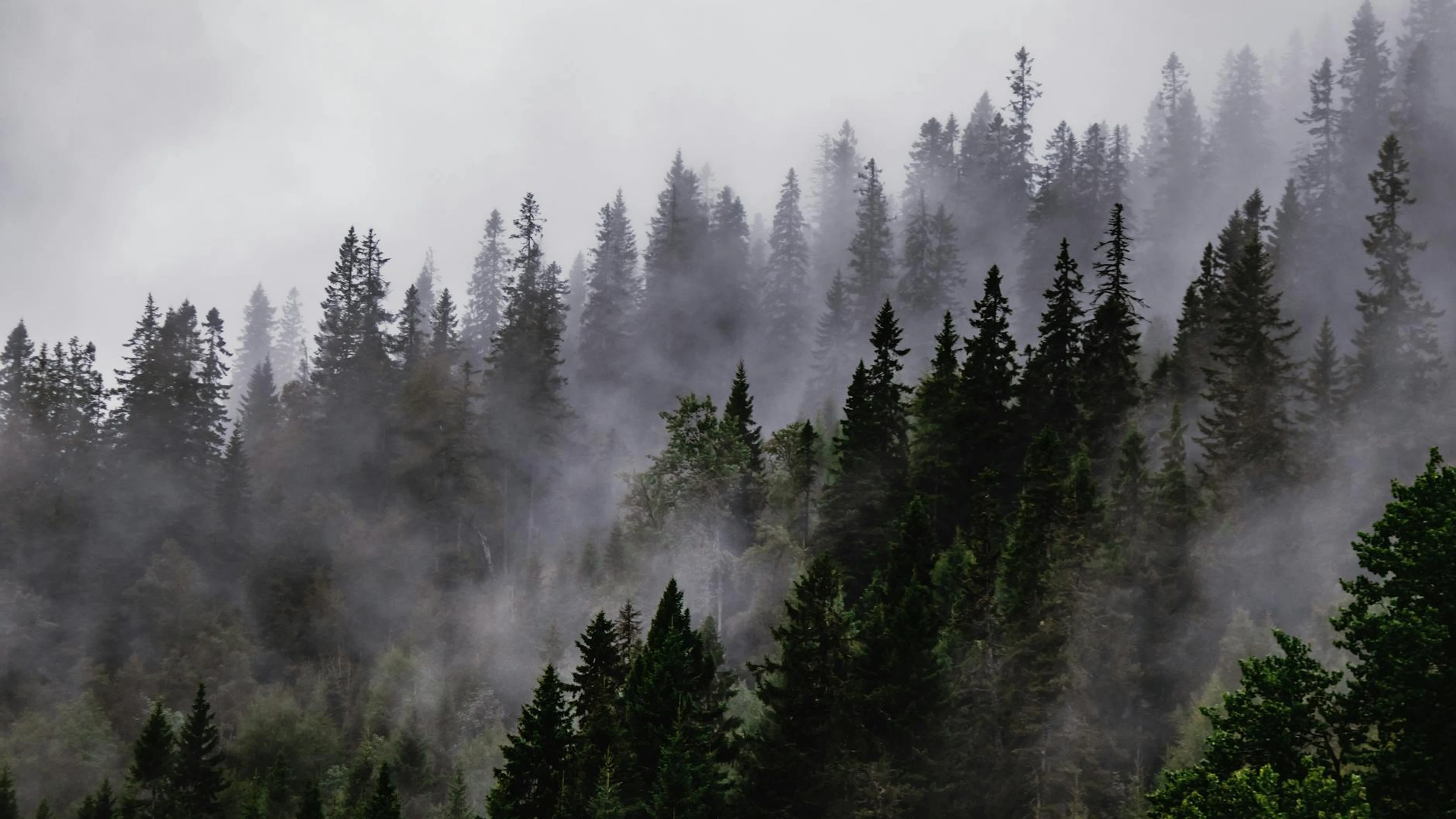 A serene winter landscape featuring misty coniferous forests surrounded by fog. - free 4K Ultra HD mountain wallpaper for desktop