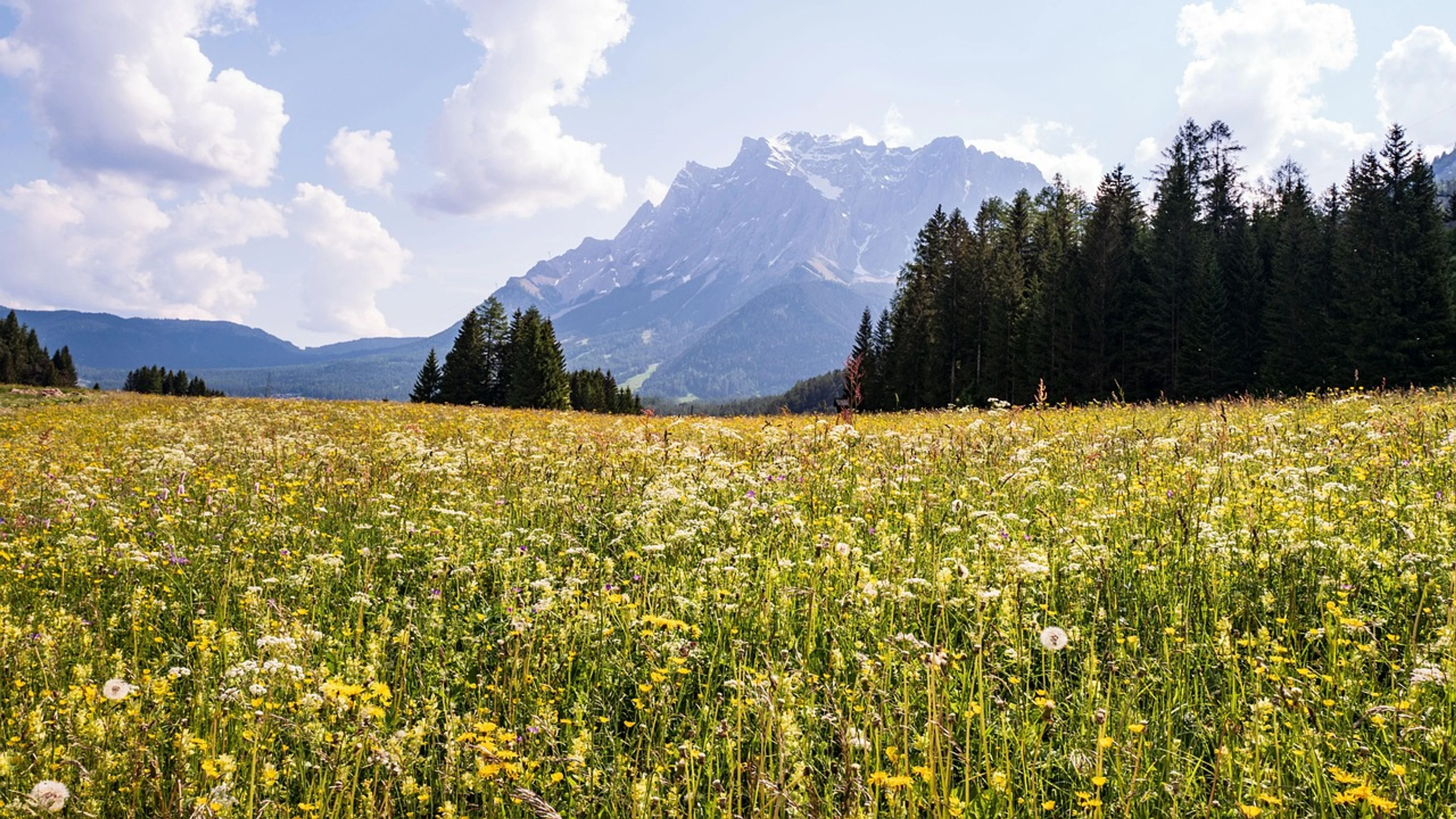 Flower meadow meadow flower - free 4K Ultra HD mountain wallpaper for desktop