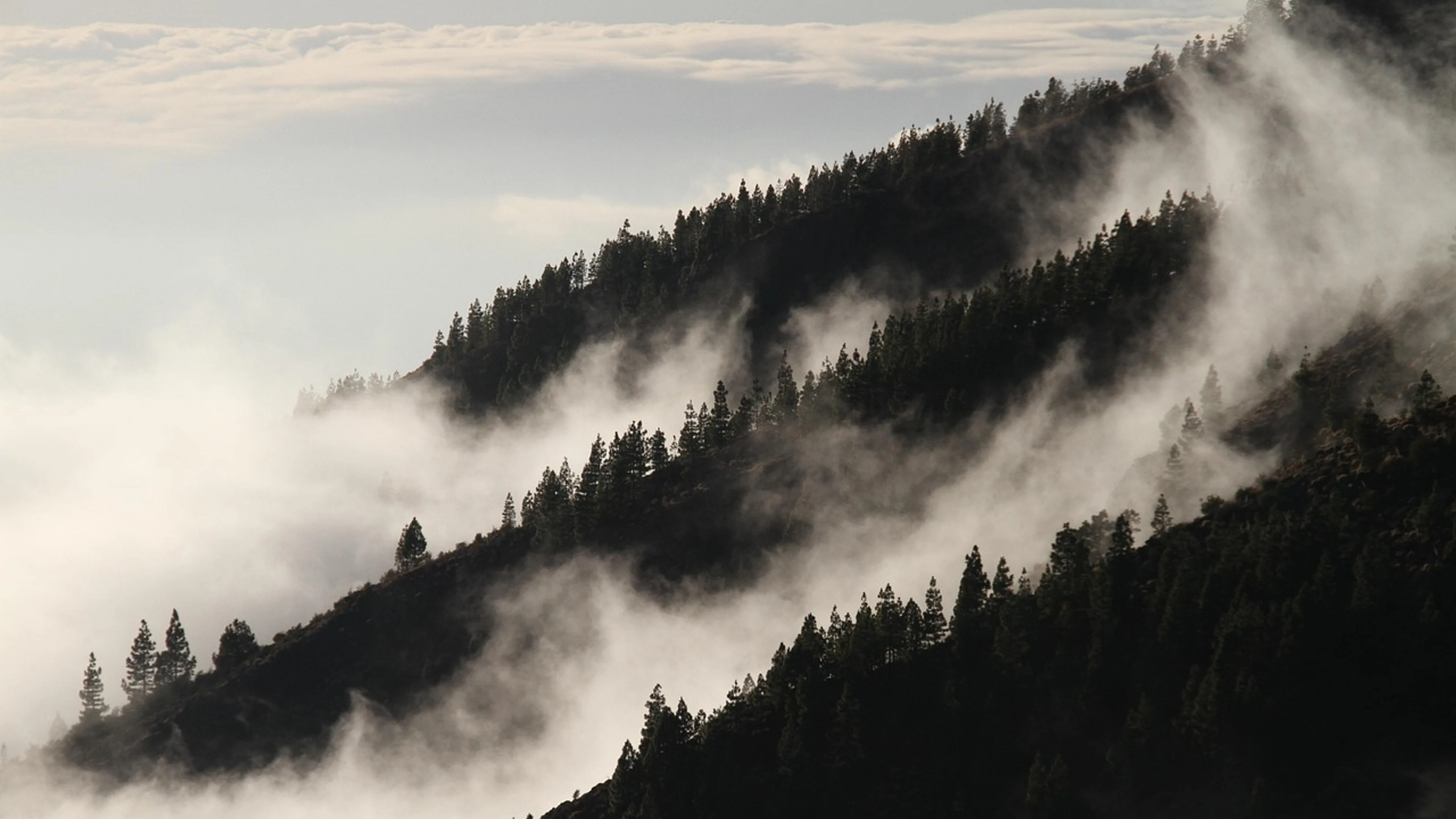 Fog forest mountains - free 4K Ultra HD mountain wallpaper for desktop