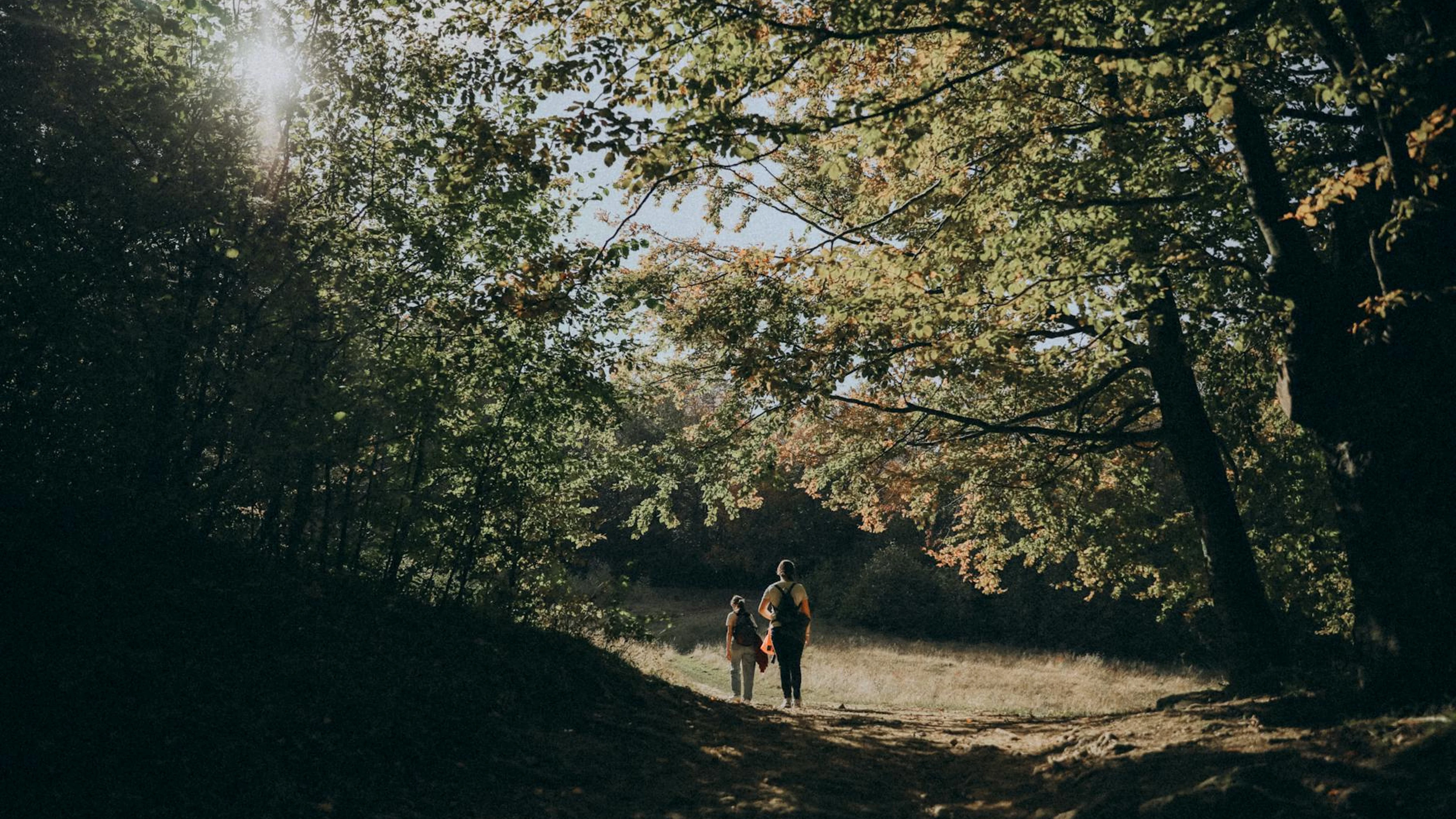 A family strolls through a sunlit forest path in autumn, capturing peaceful natu - free 4K Ultra HD nature wallpaper for desktop