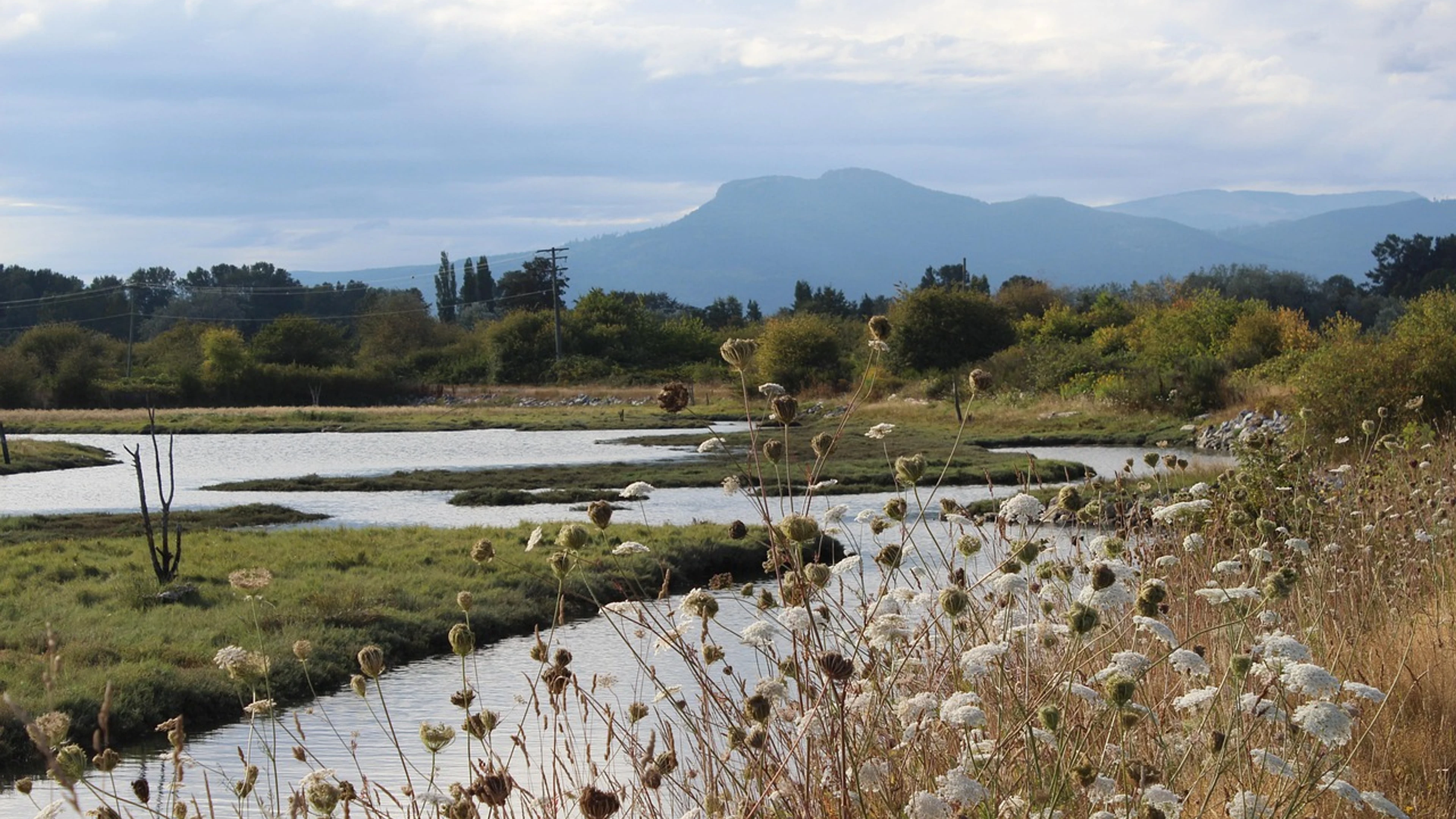 Autumn flower wallpaper flower background - free 4K Ultra HD nature wallpaper for desktop