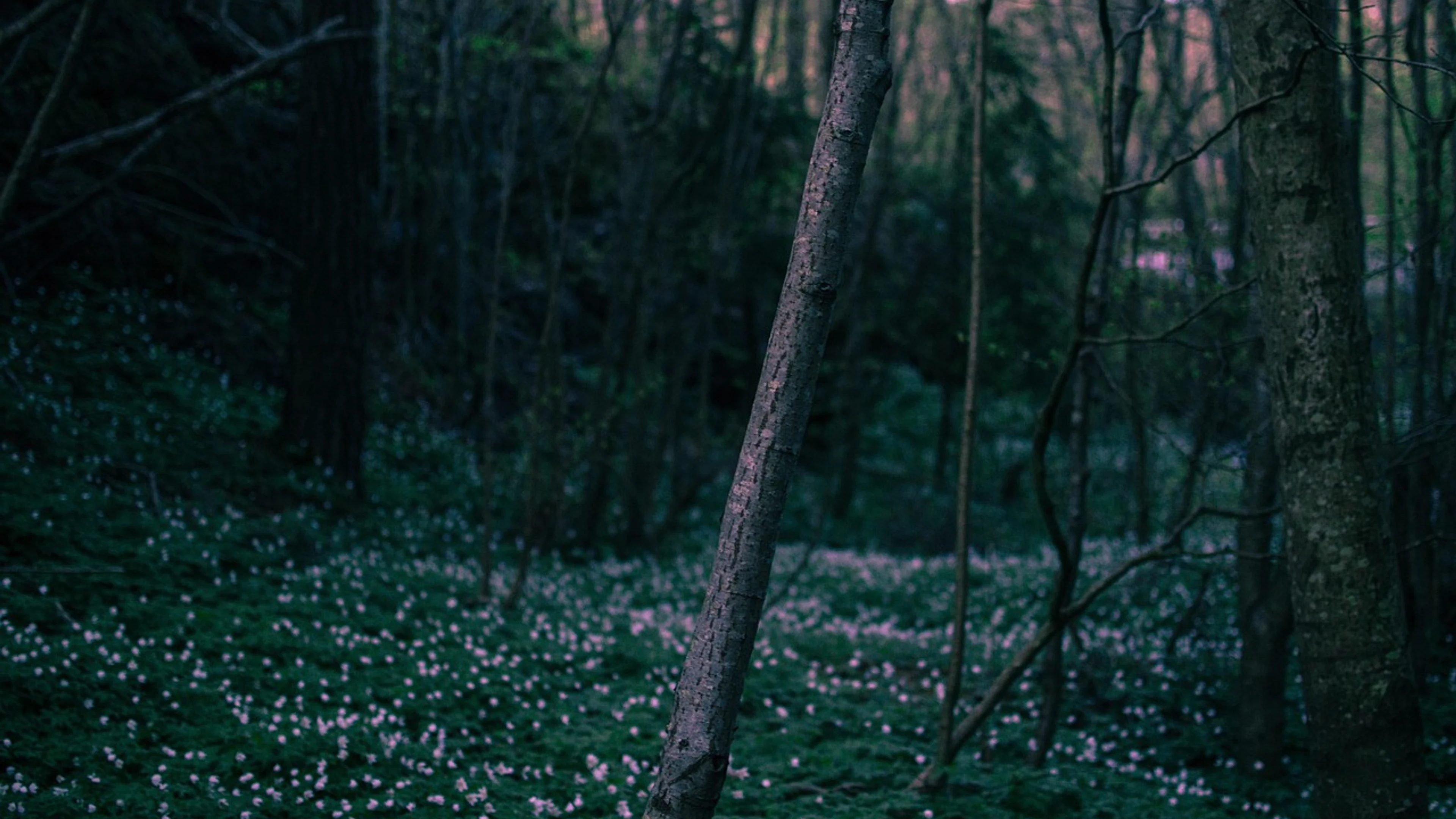 Dawn dusk beautiful flowers - free 4K Ultra HD nature wallpaper for desktop