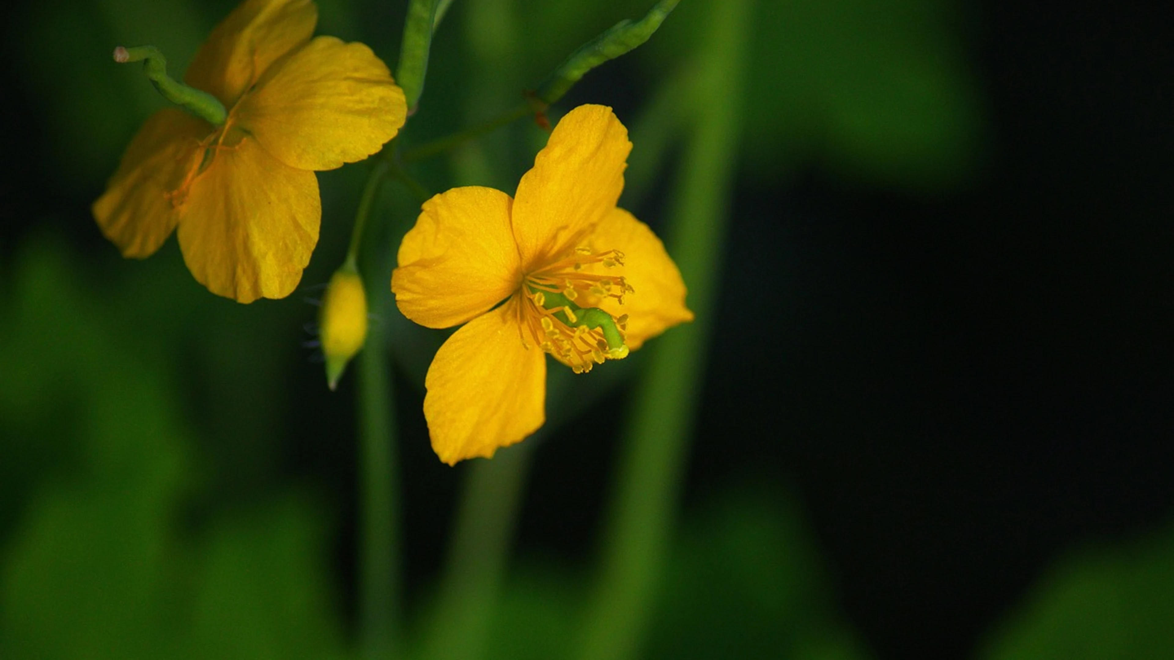 Flowers petals buds - free 4K Ultra HD nature wallpaper for desktop