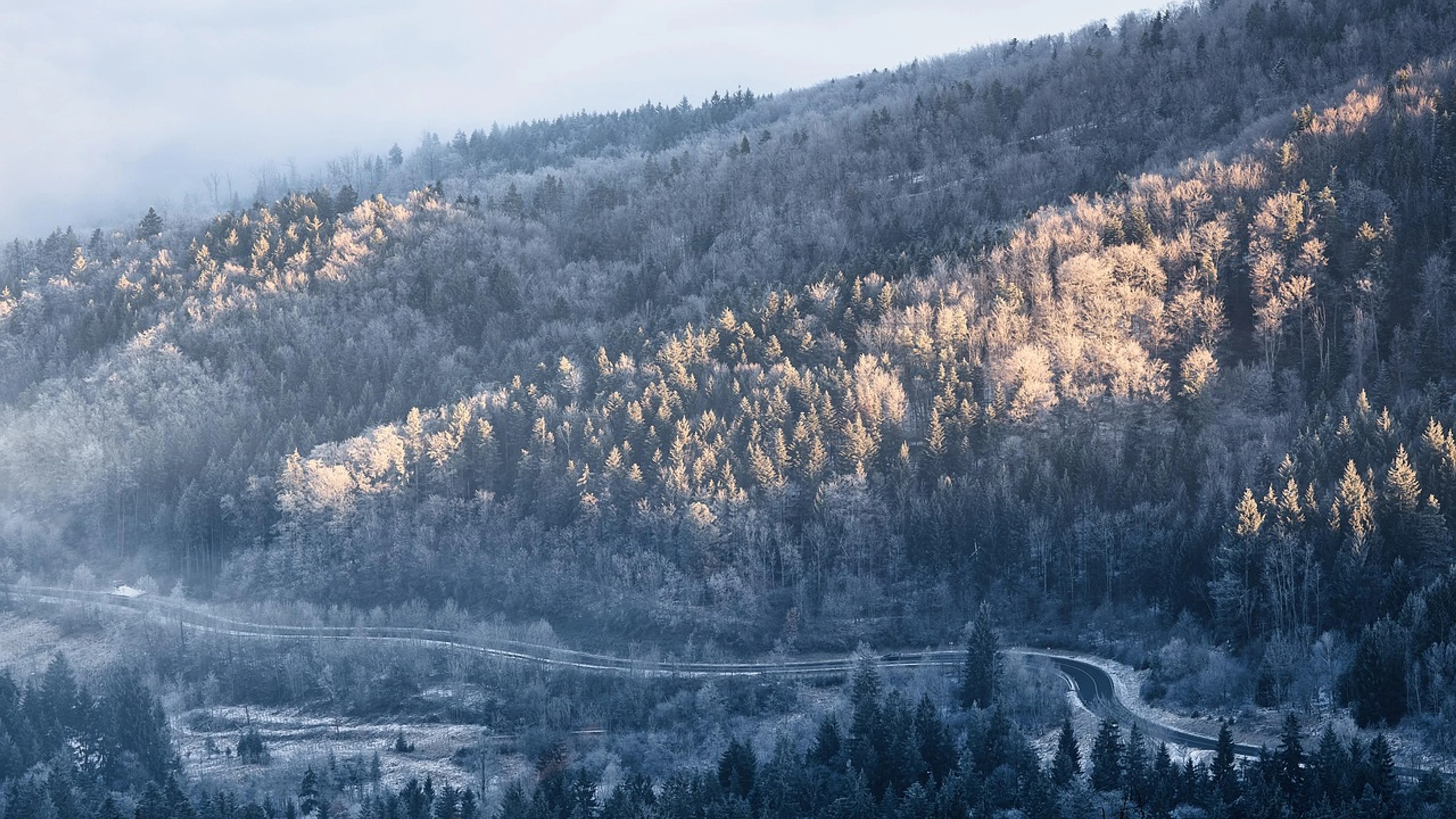 Fog forest winter - free 4K Ultra HD nature wallpaper for desktop