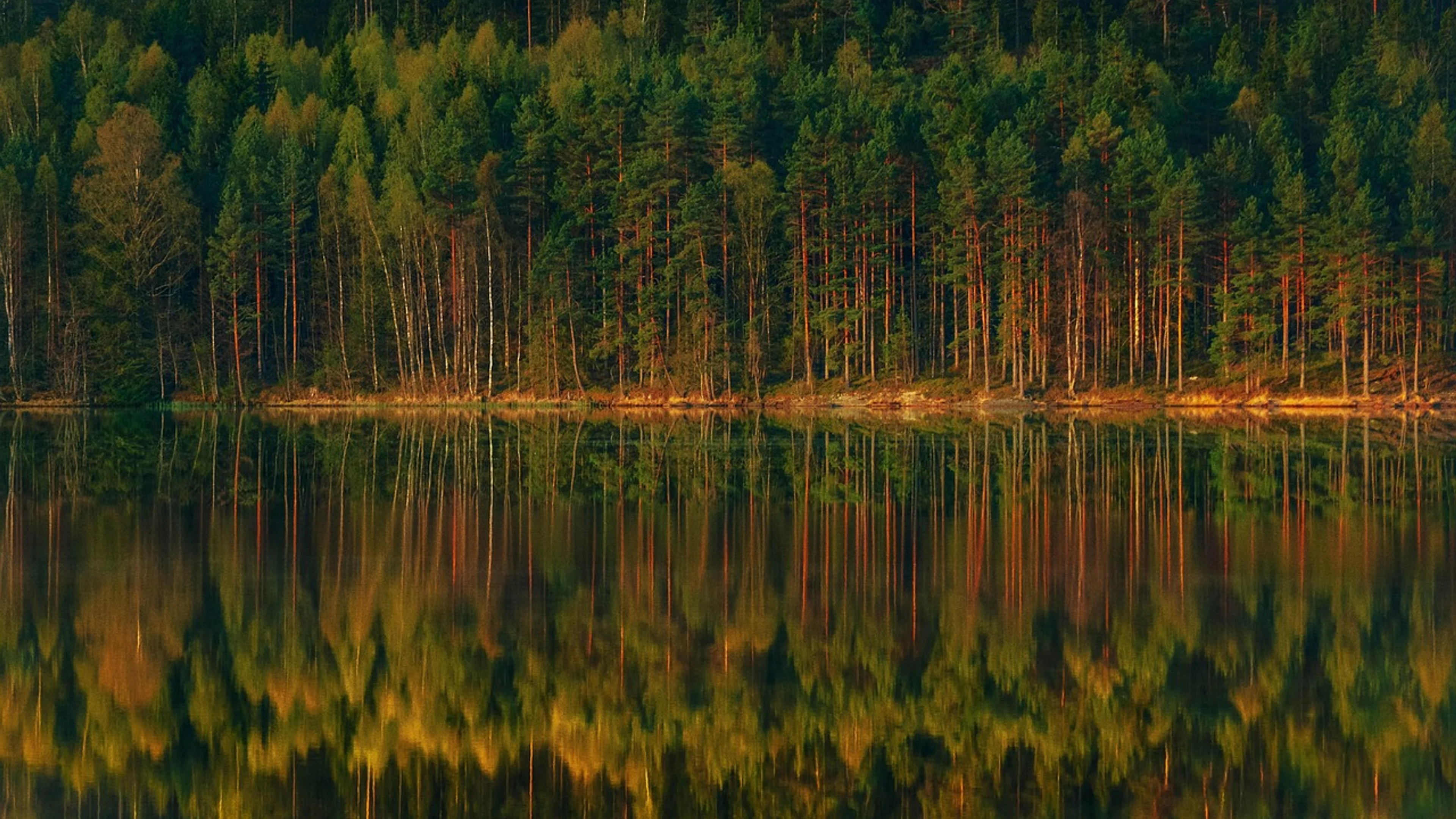 Forest lake the stage - free 4K Ultra HD nature wallpaper for desktop
