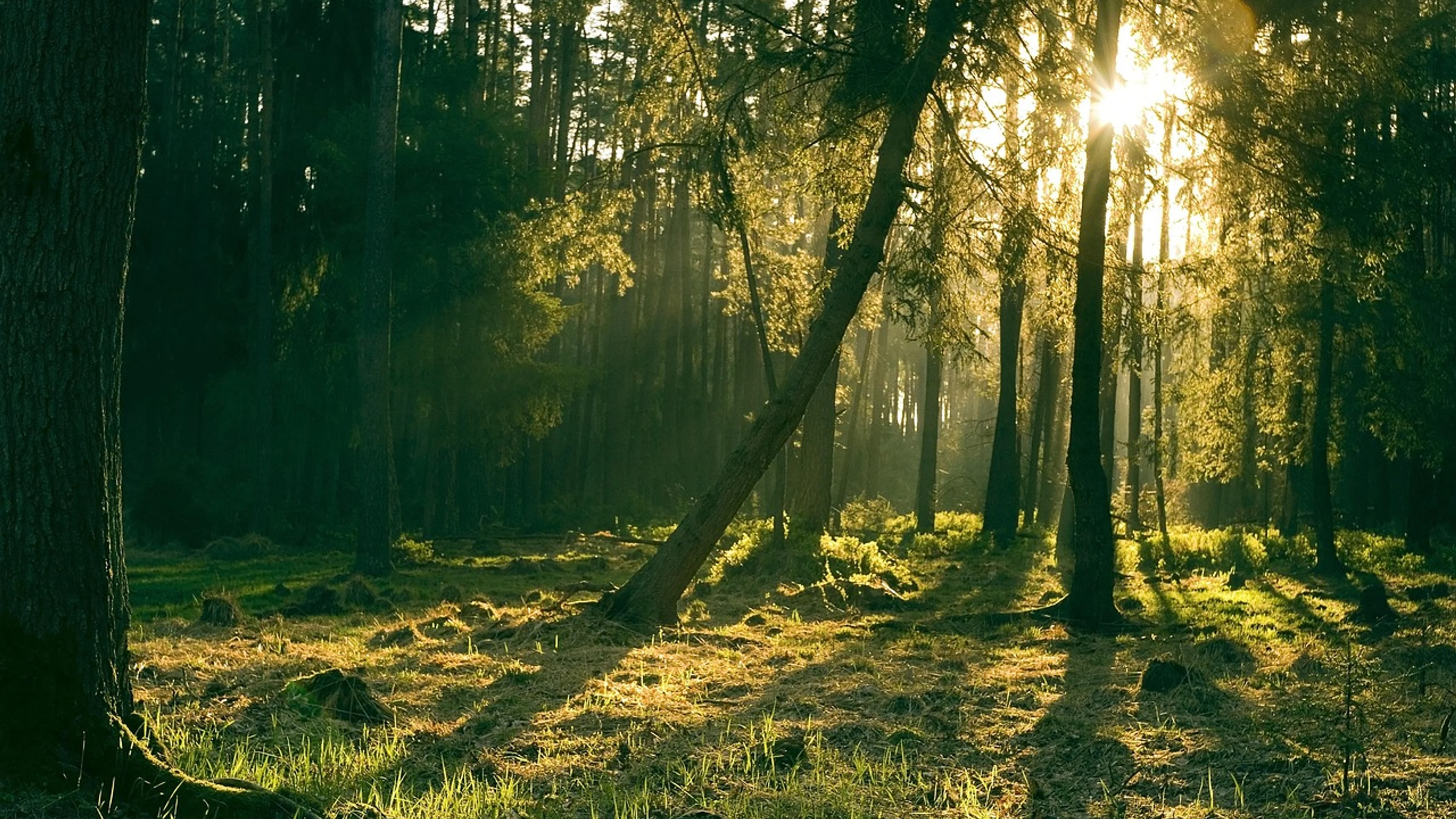 Forest nature trees - free 4K Ultra HD nature wallpaper for desktop