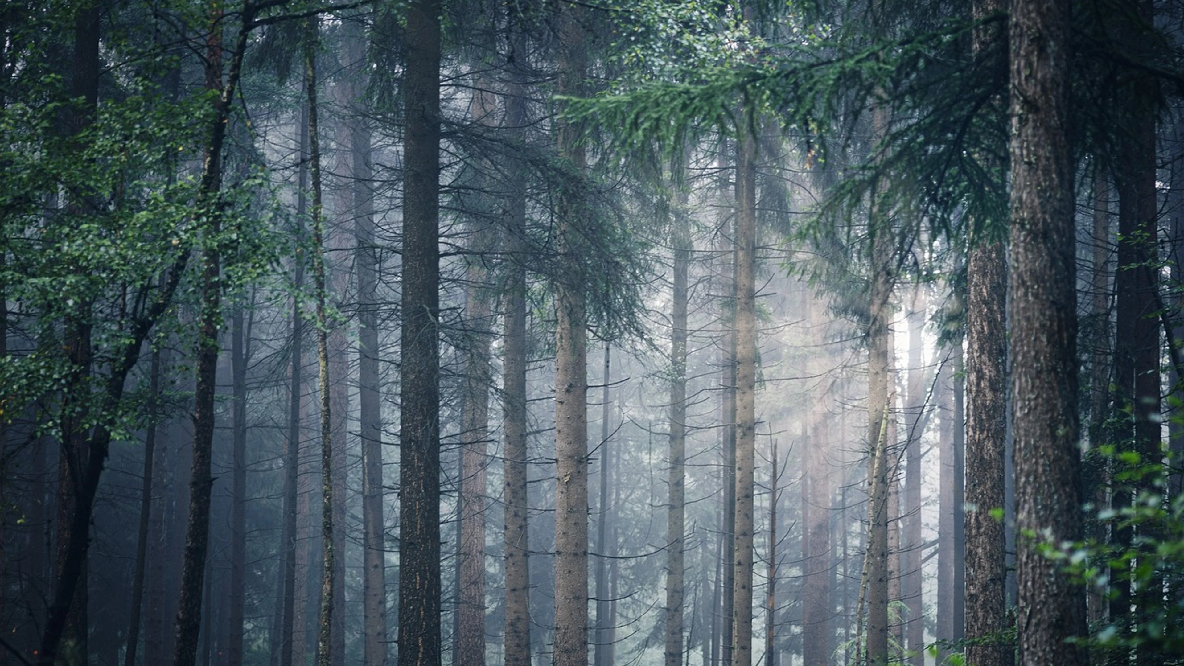 Forest trees nature - free 4K Ultra HD nature wallpaper for desktop