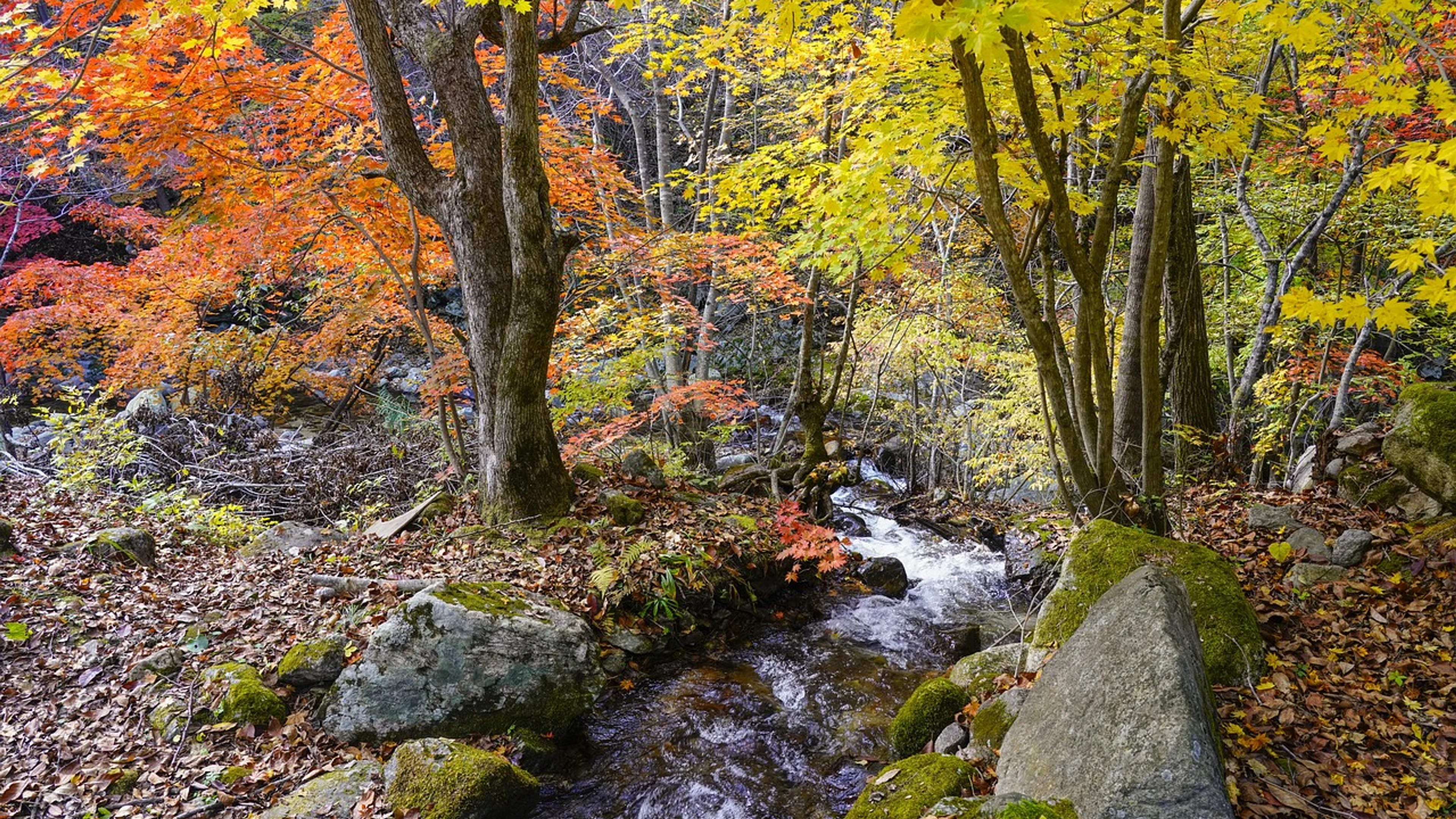 Korea autumn nature - free 4K Ultra HD nature wallpaper for desktop
