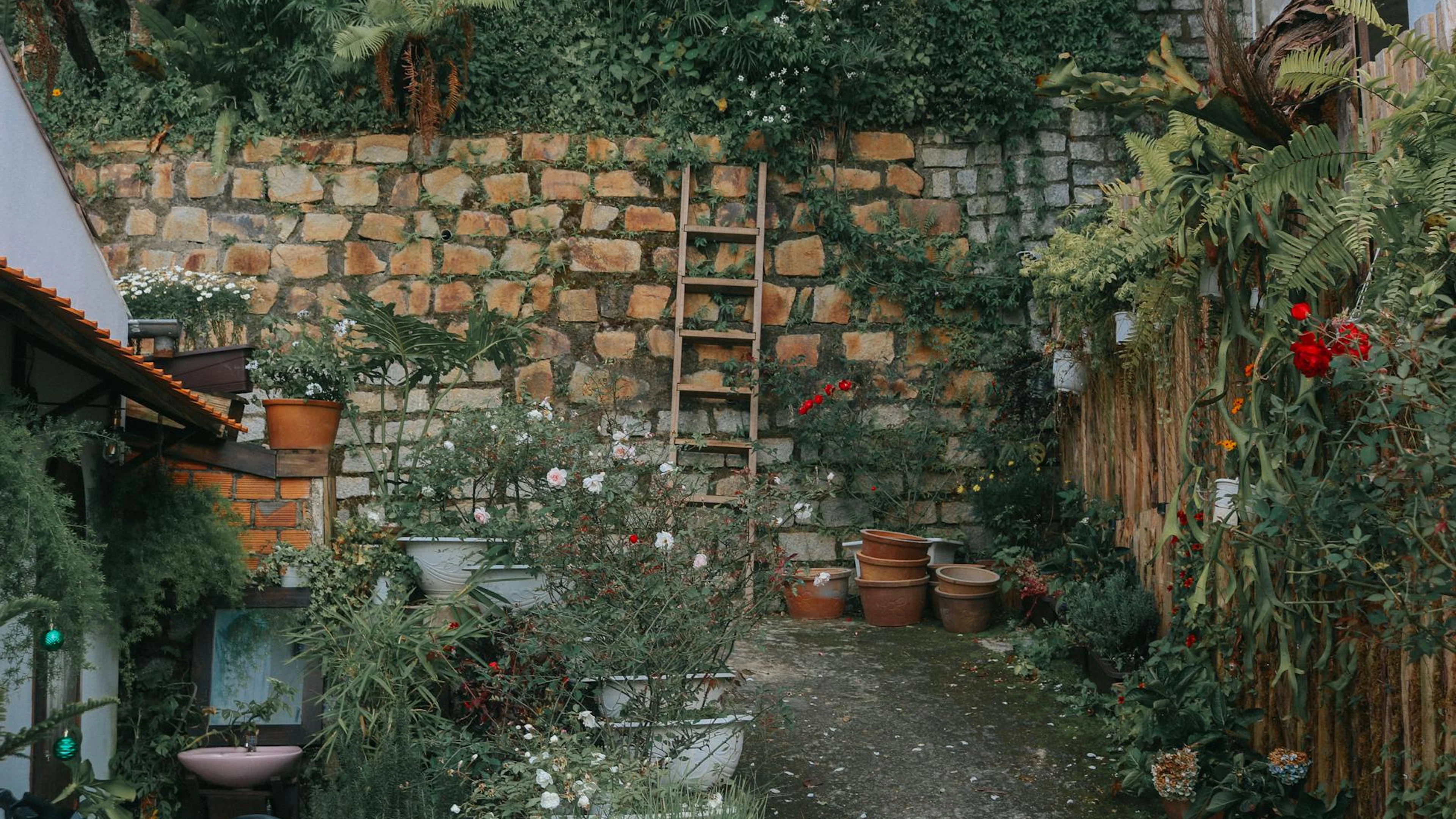 Lush garden courtyard with stone wall and plants in Đà Lạt, Vietnam. - free 4K Ultra HD nature wallpaper for desktop
