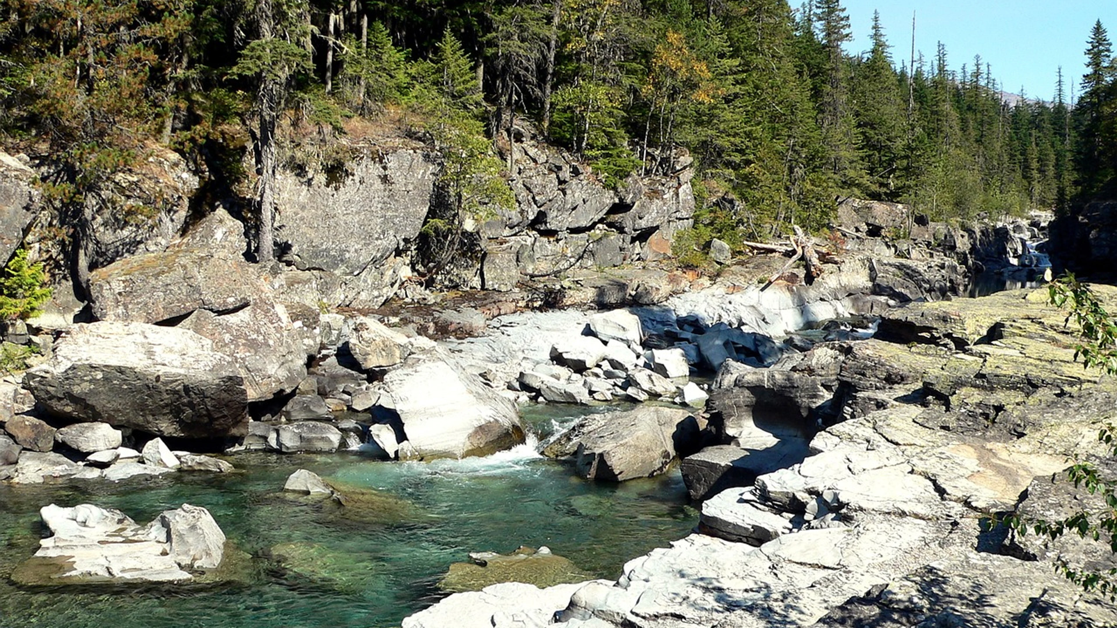 Montana stream tree - free 4K Ultra HD nature wallpaper for desktop