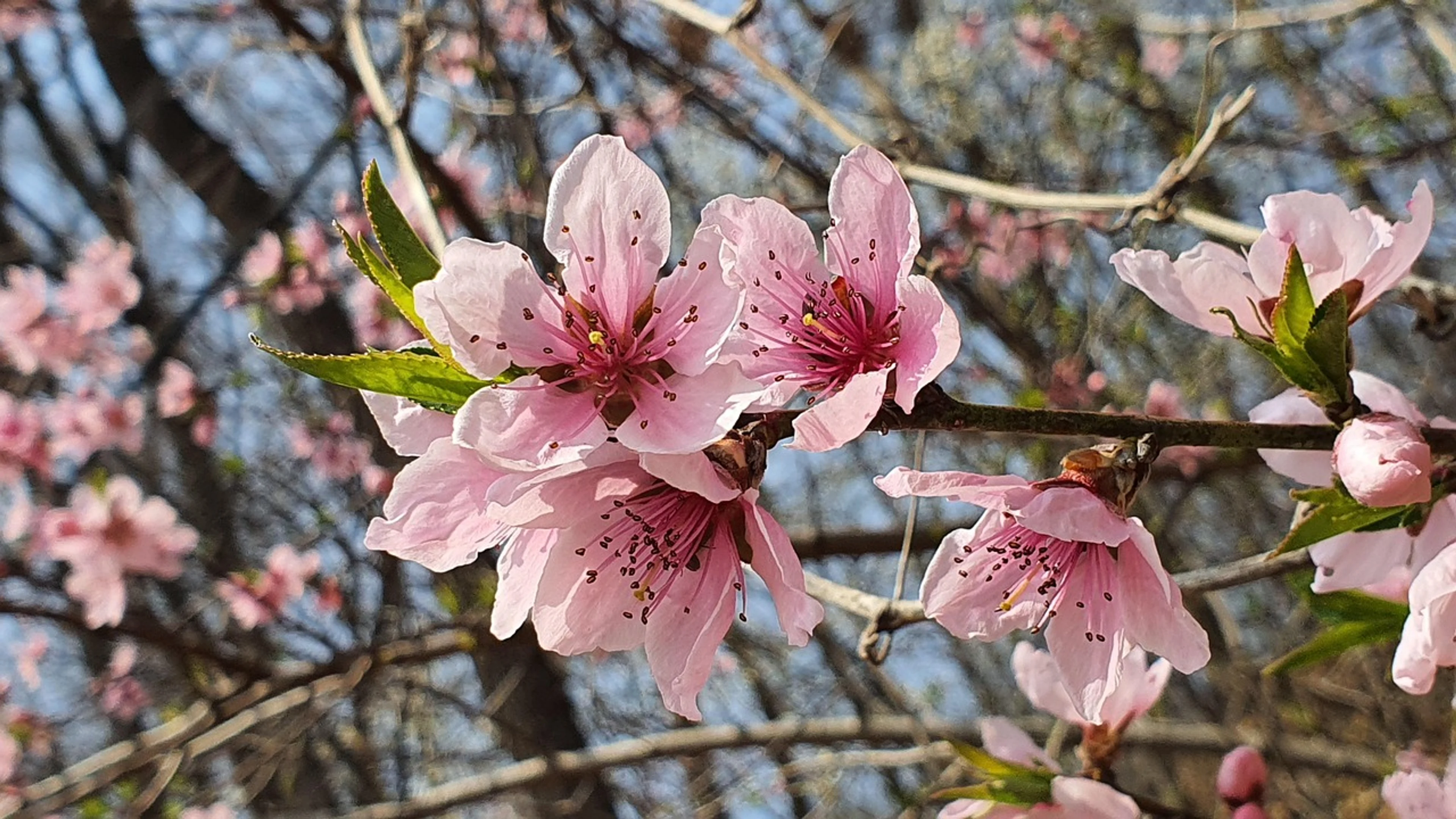 Nature flower wallpaper flower - free 4K Ultra HD nature wallpaper for desktop