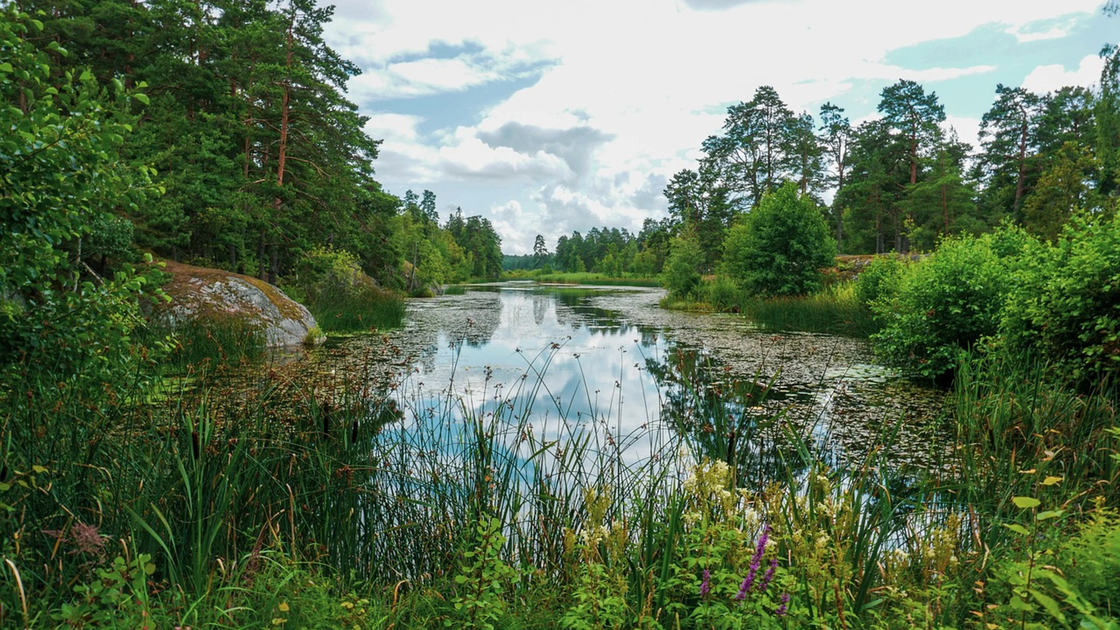 Nature forest lake - free 4K Ultra HD nature wallpaper for desktop