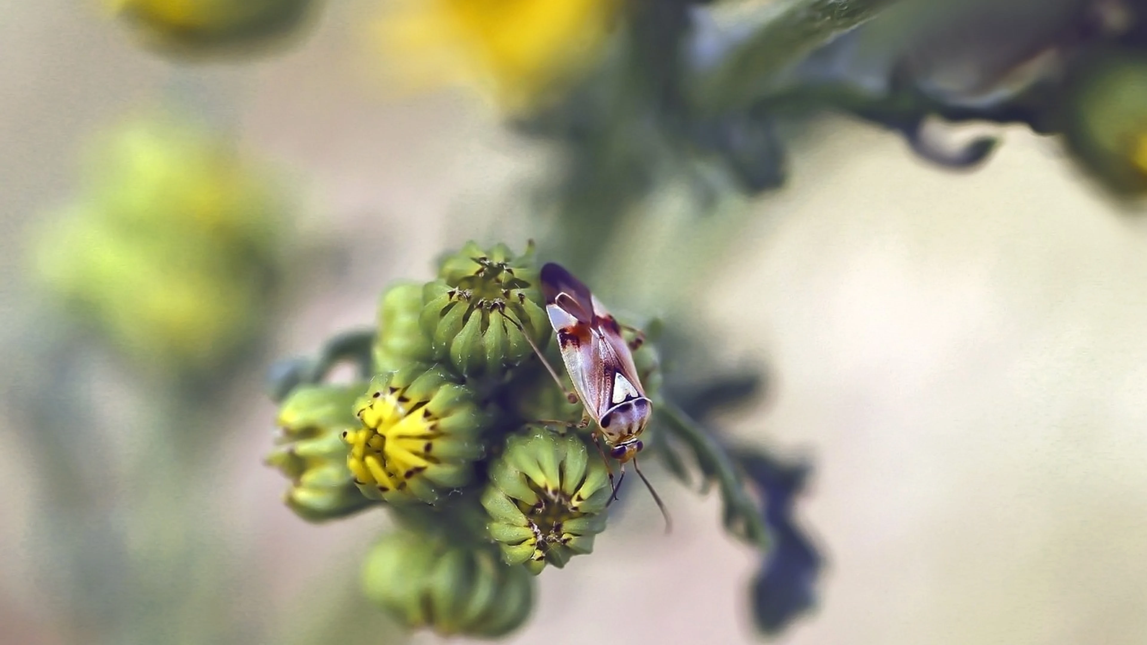 Nature insect summer - free 4K Ultra HD nature wallpaper for desktop