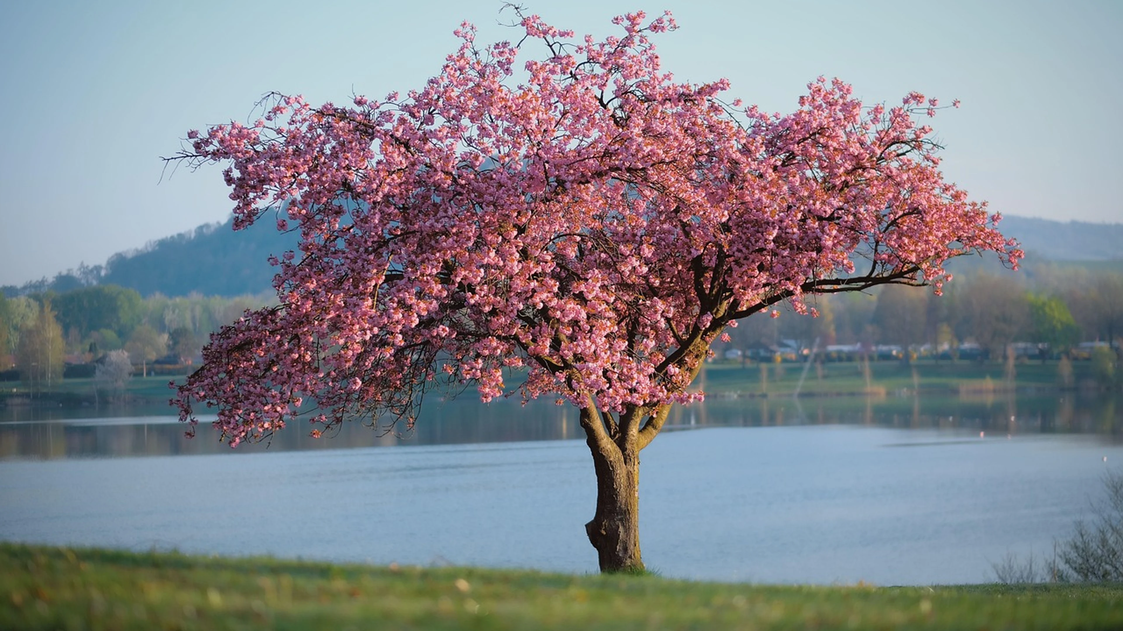 Nature landscape tree - free 4K Ultra HD nature wallpaper for desktop