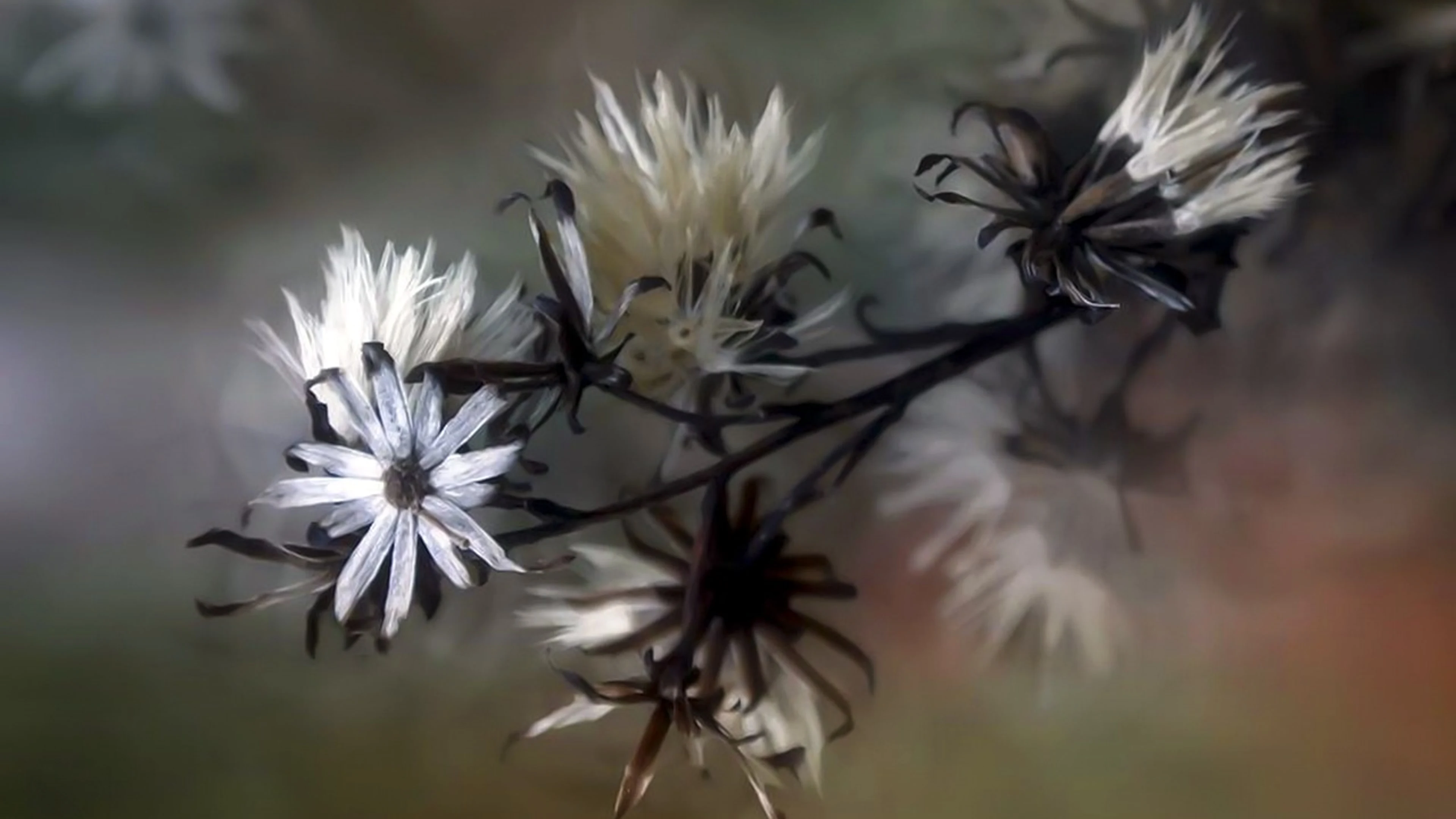 Nature spring summer - free 4K Ultra HD nature wallpaper for desktop