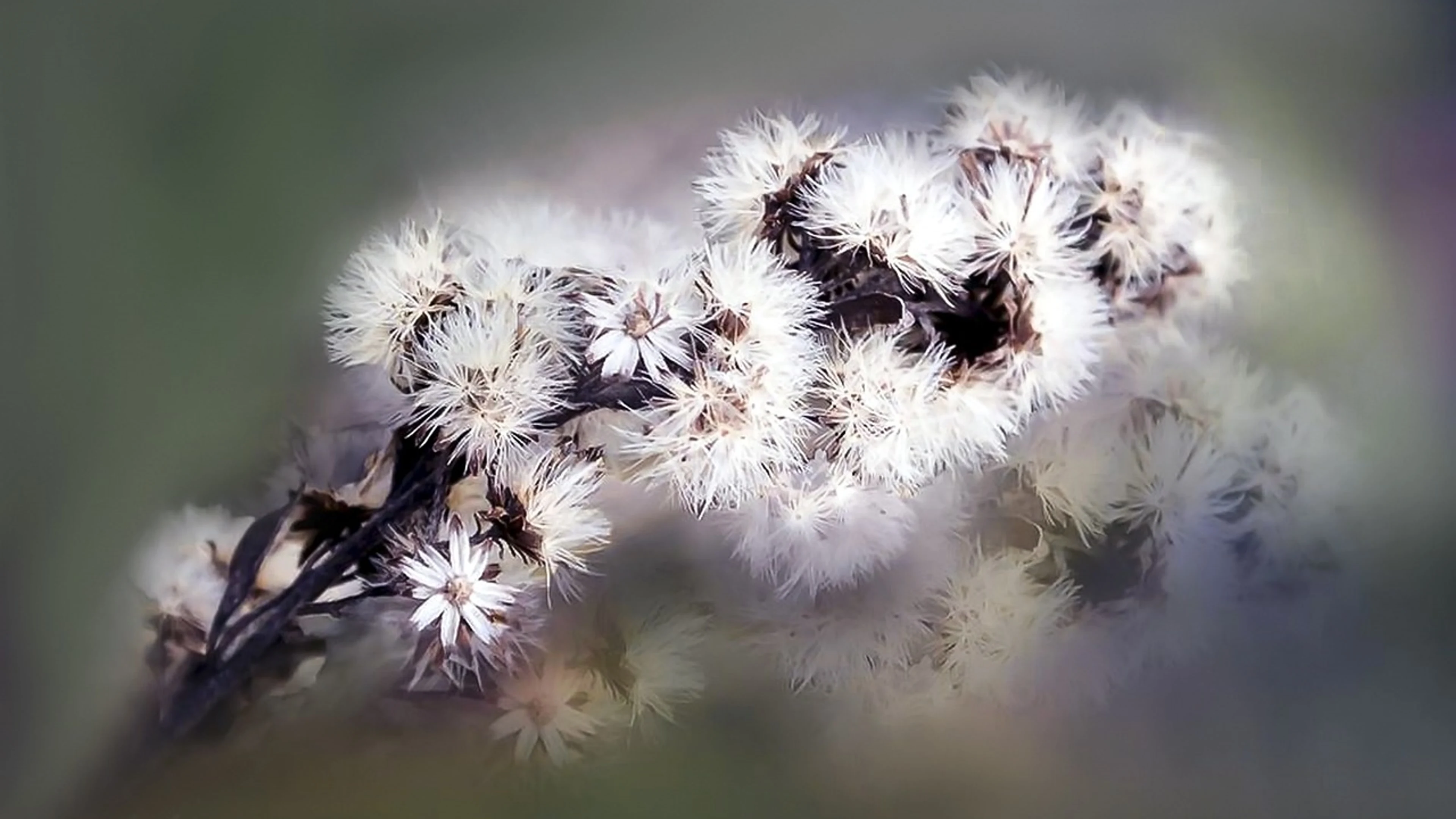 Nature spring summer - free 4K Ultra HD nature wallpaper for desktop