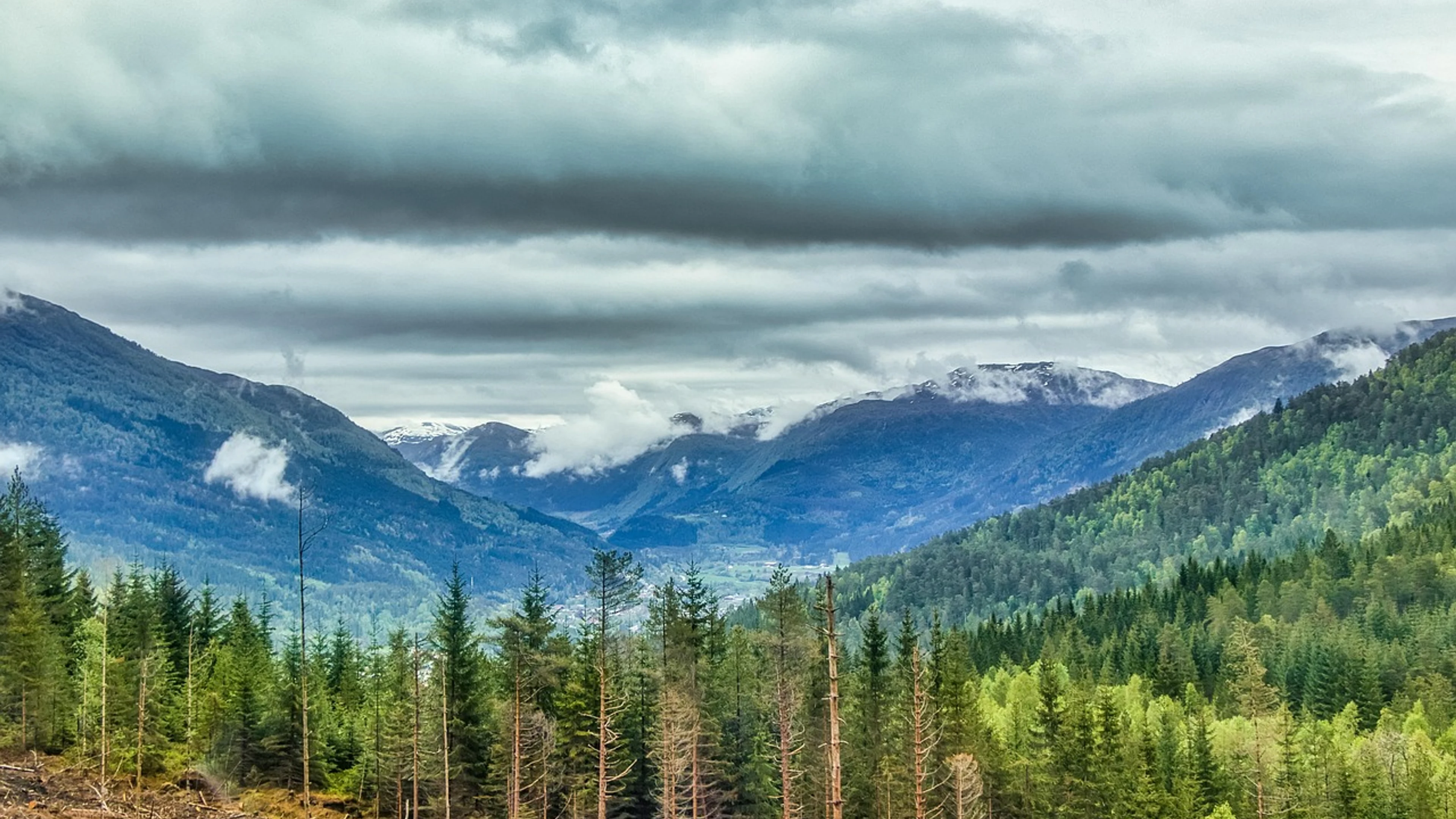 Norway view forest - free 4K Ultra HD nature wallpaper for desktop